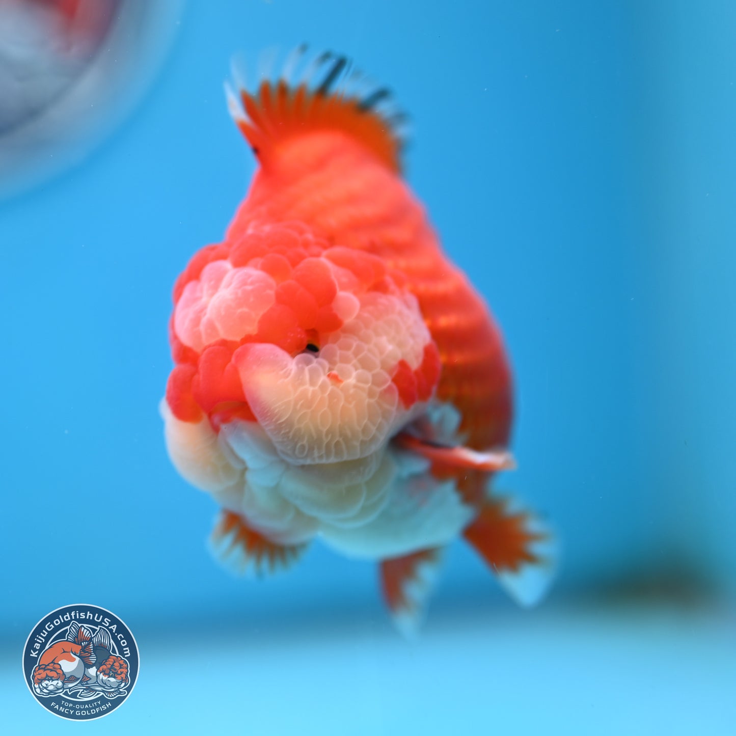 Jade Seal Red White YuanBao Oranda 3.5 inches Body - Male (250214_OR17)