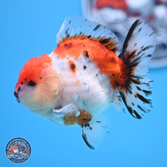 Shogun Calico Oranda 3.75 inches Body - Male (250207_OR17)