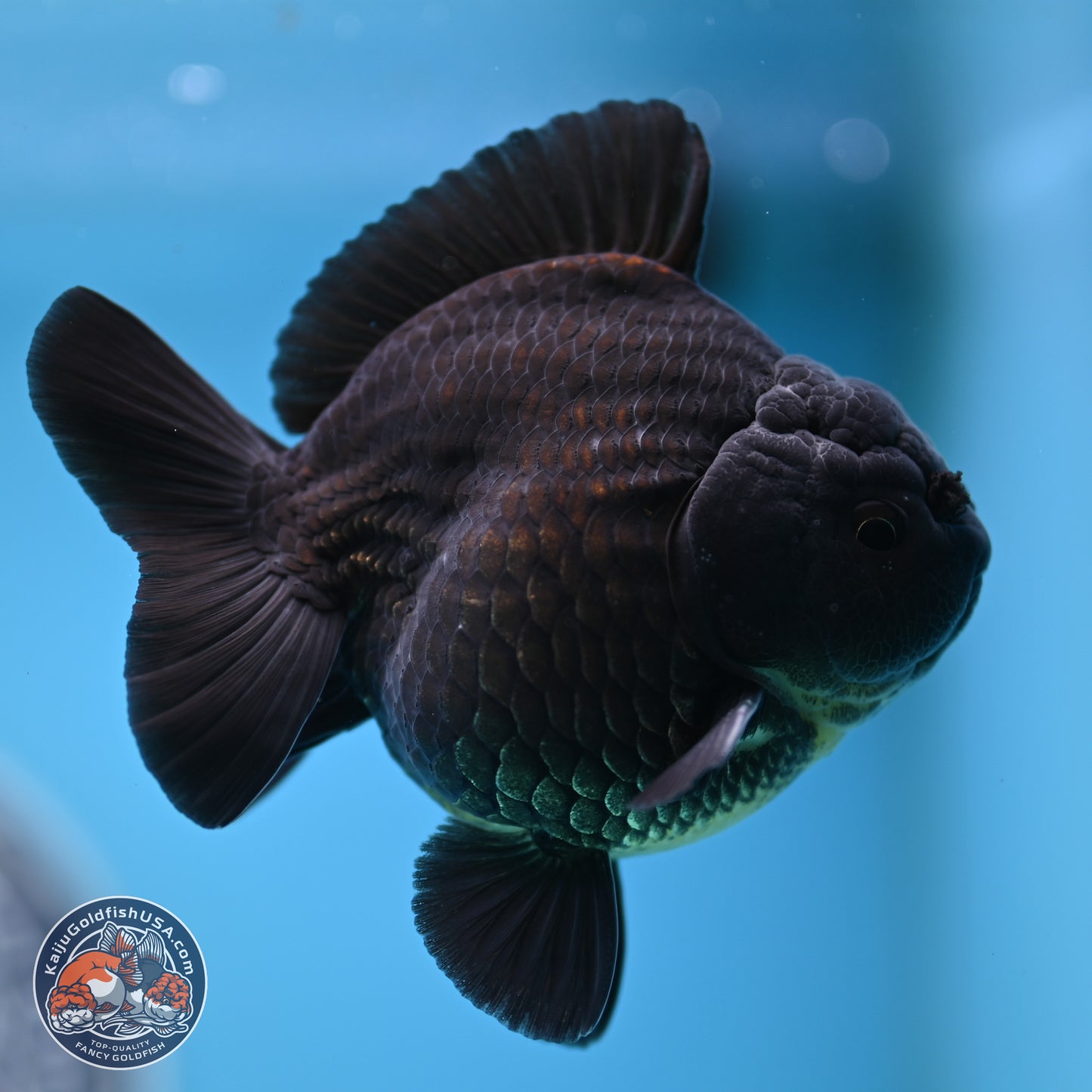 Shogun Jet Black Oranda 3.25 inches Body - Male (250328_OR17)