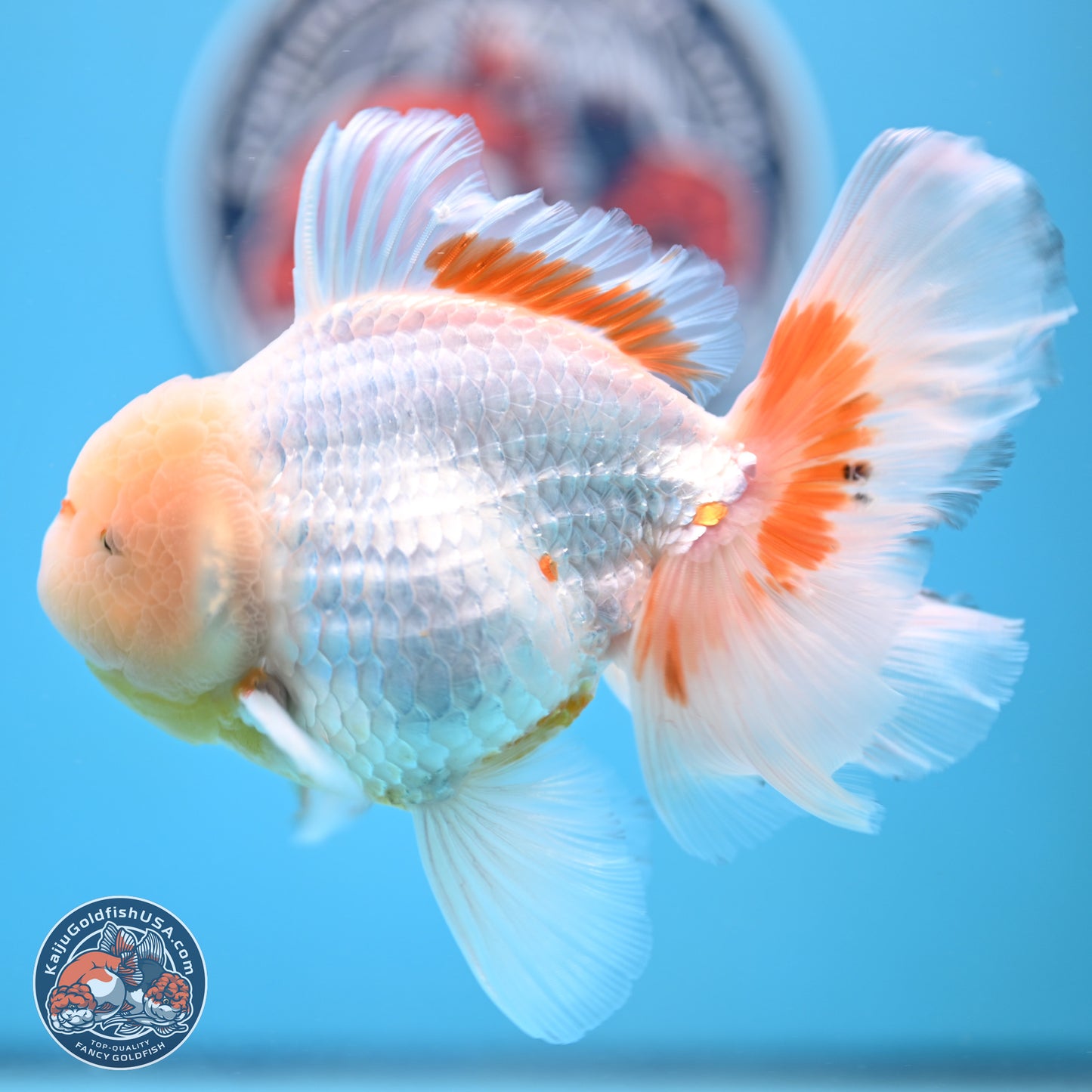 Lemon Head Red White Rose Tail Oranda 4-6 inches (240906_OR17) - Kaiju Goldfish USA