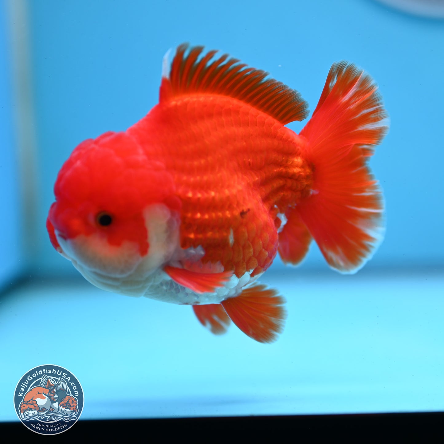 Red White YuanBao Oranda 3.5 inches Body - Male (250307_OR17)
