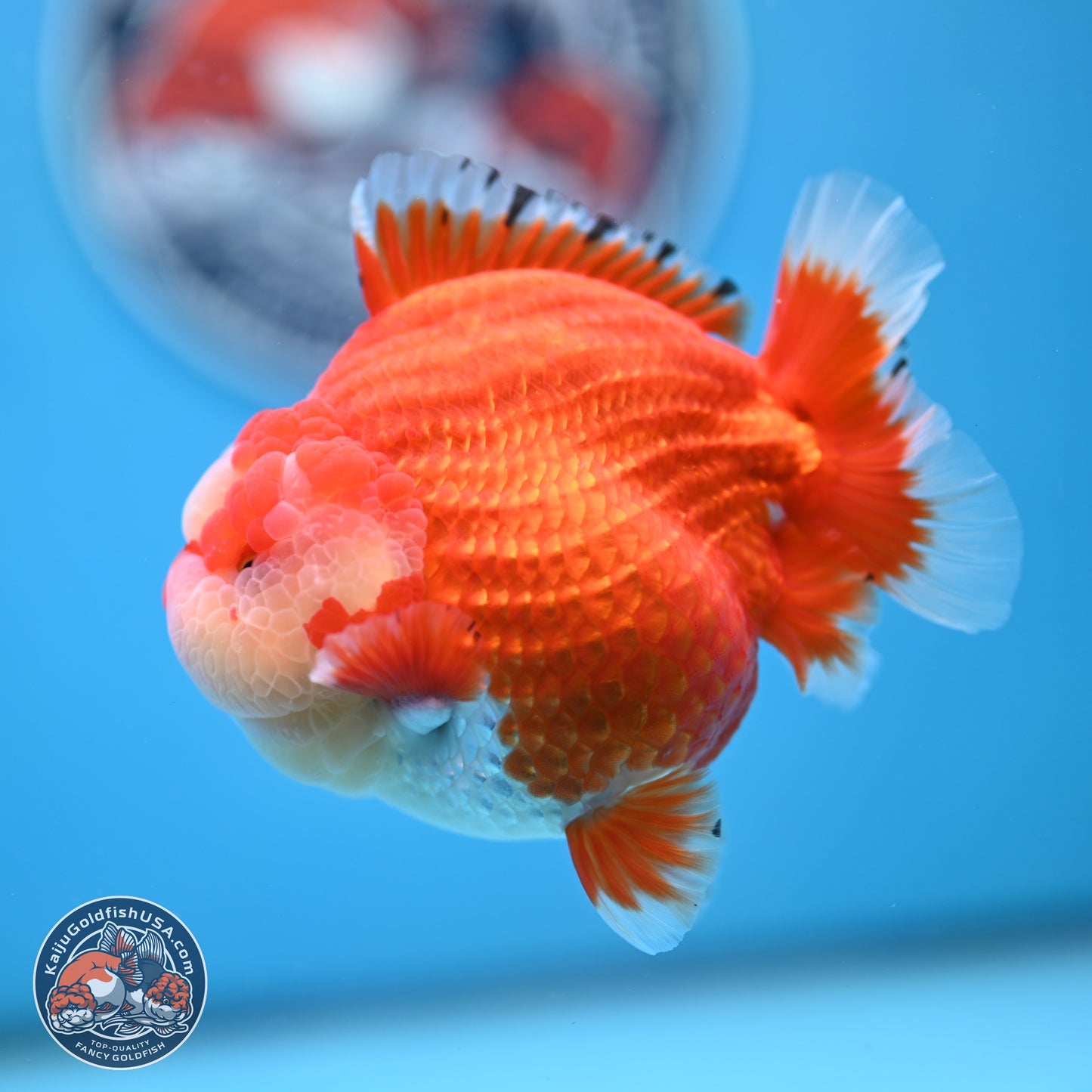 Jade Seal Red White YuanBao Oranda 3.5 inches Body - Male (250214_OR17)