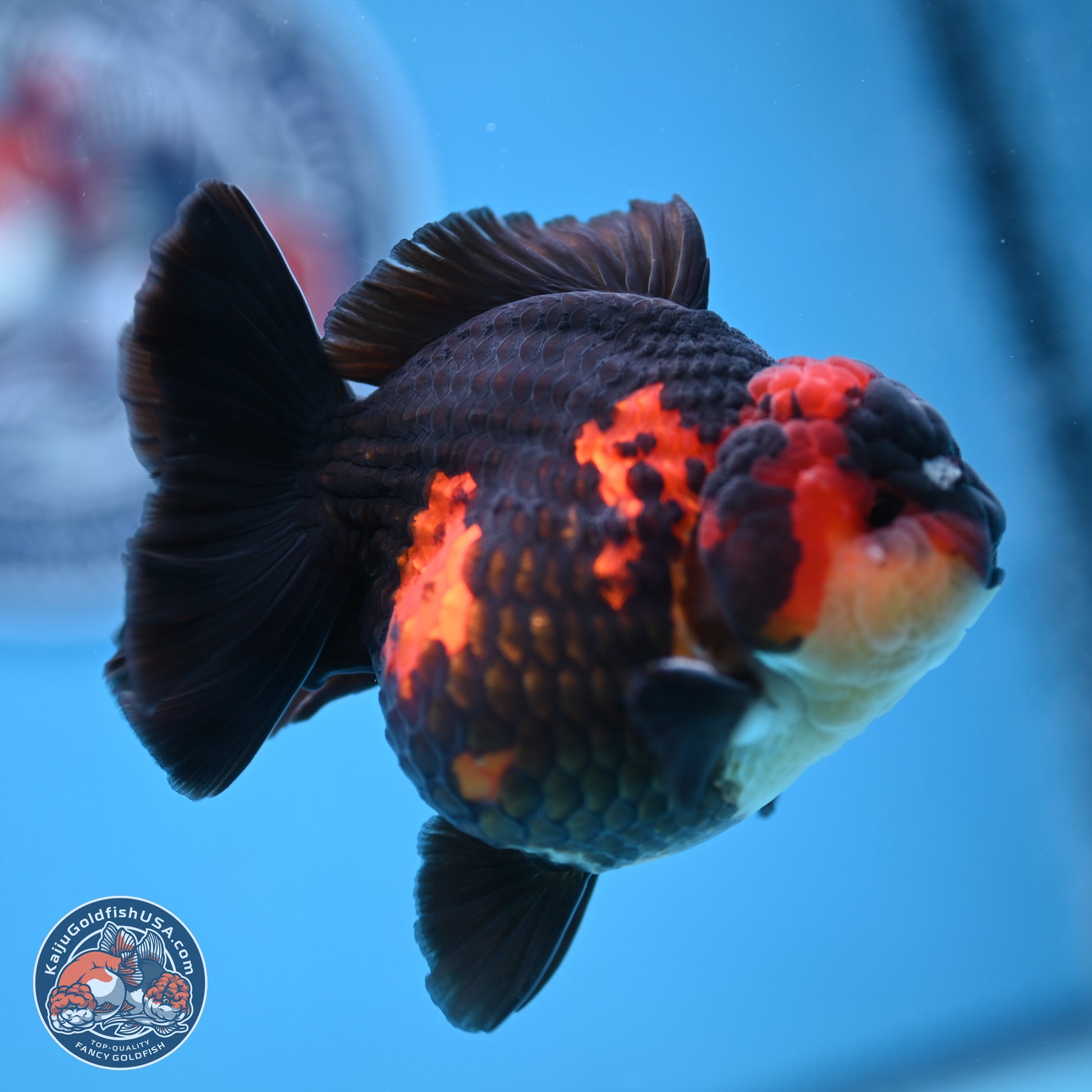 Tricolor YuanBao Oranda 3.5 inches Body - Male (241227_OR17) - Kaiju Goldfish USA