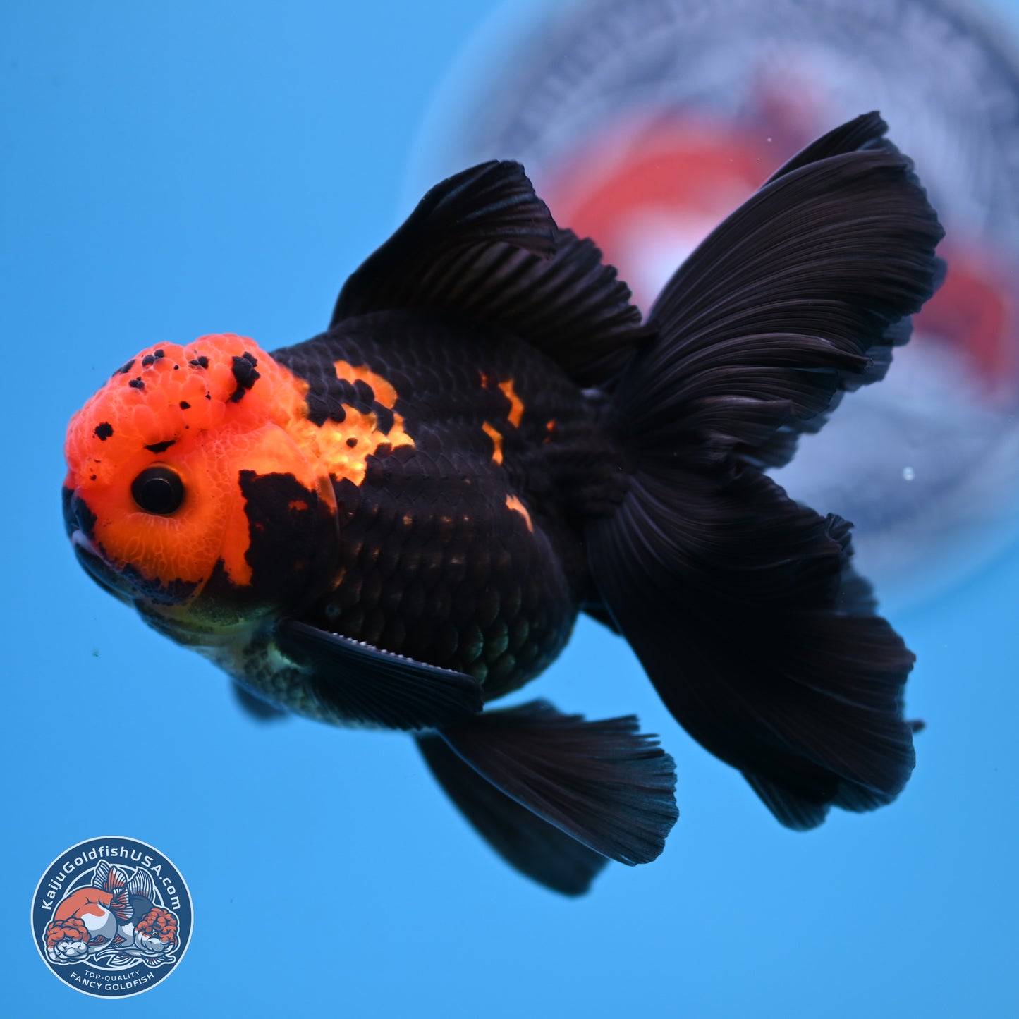 Apache Orchid Tail Oranda 3in Body (240816_OR17) - Kaiju Goldfish USA