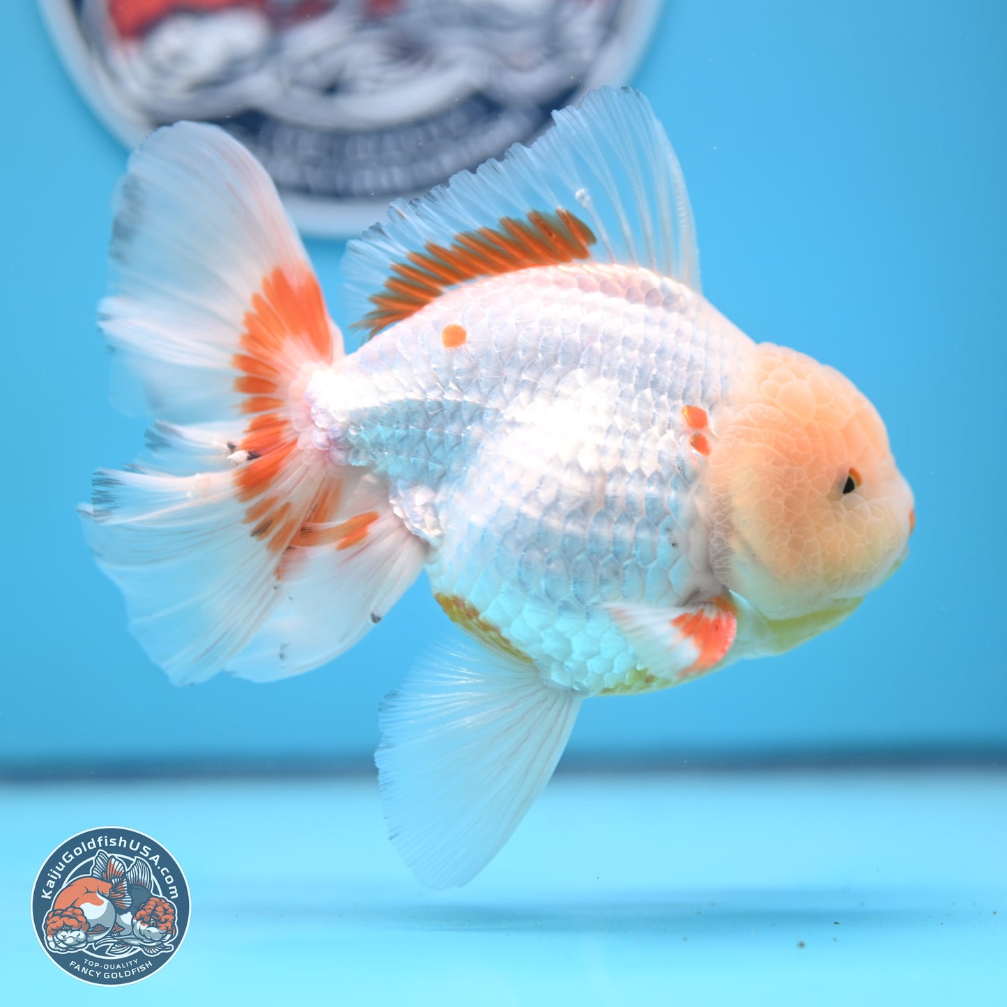 Lemon Head Red White Rose Tail Oranda 4-6 inches (240906_OR17) - Kaiju Goldfish USA