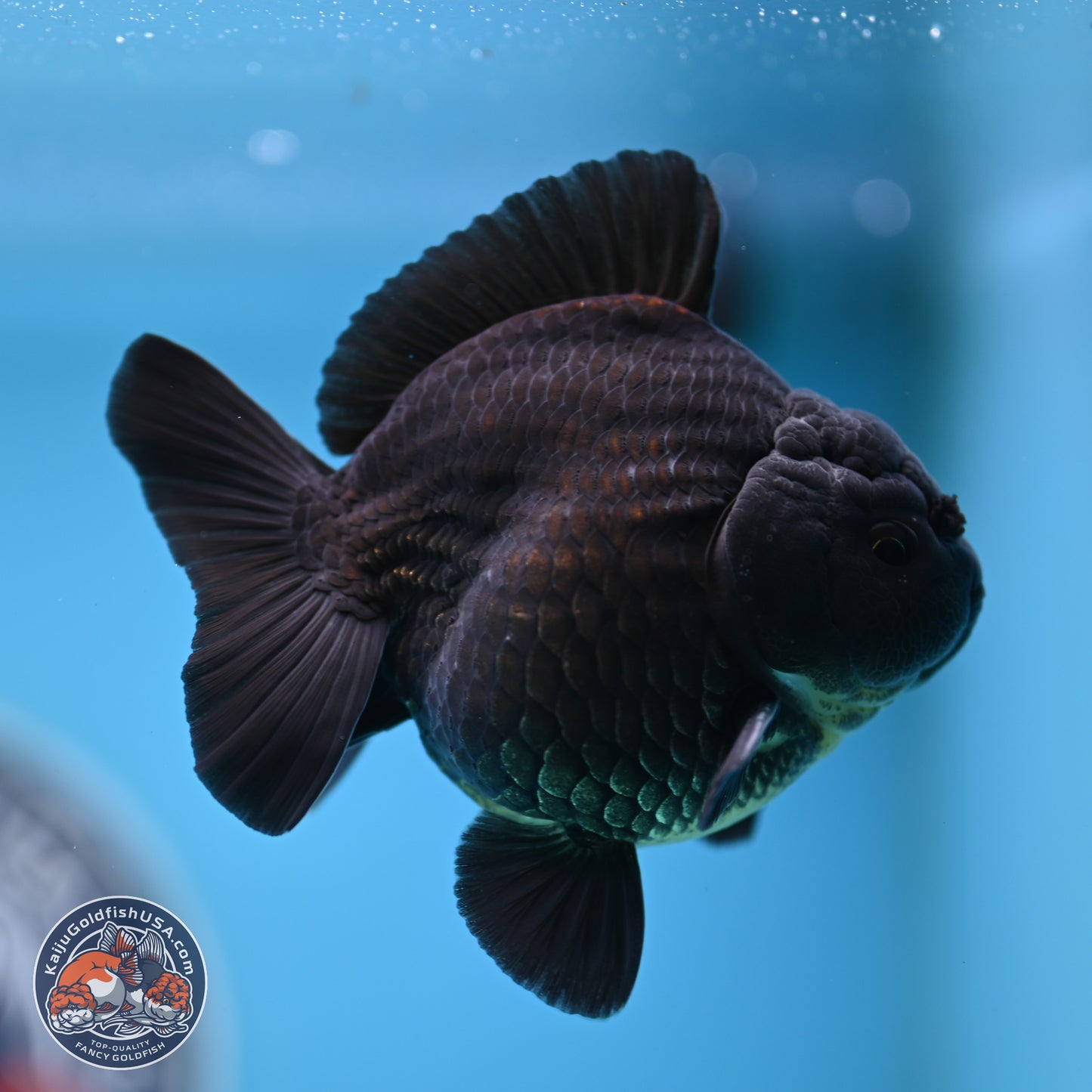 Shogun Jet Black Oranda 3.25 inches Body - Male (250328_OR17)
