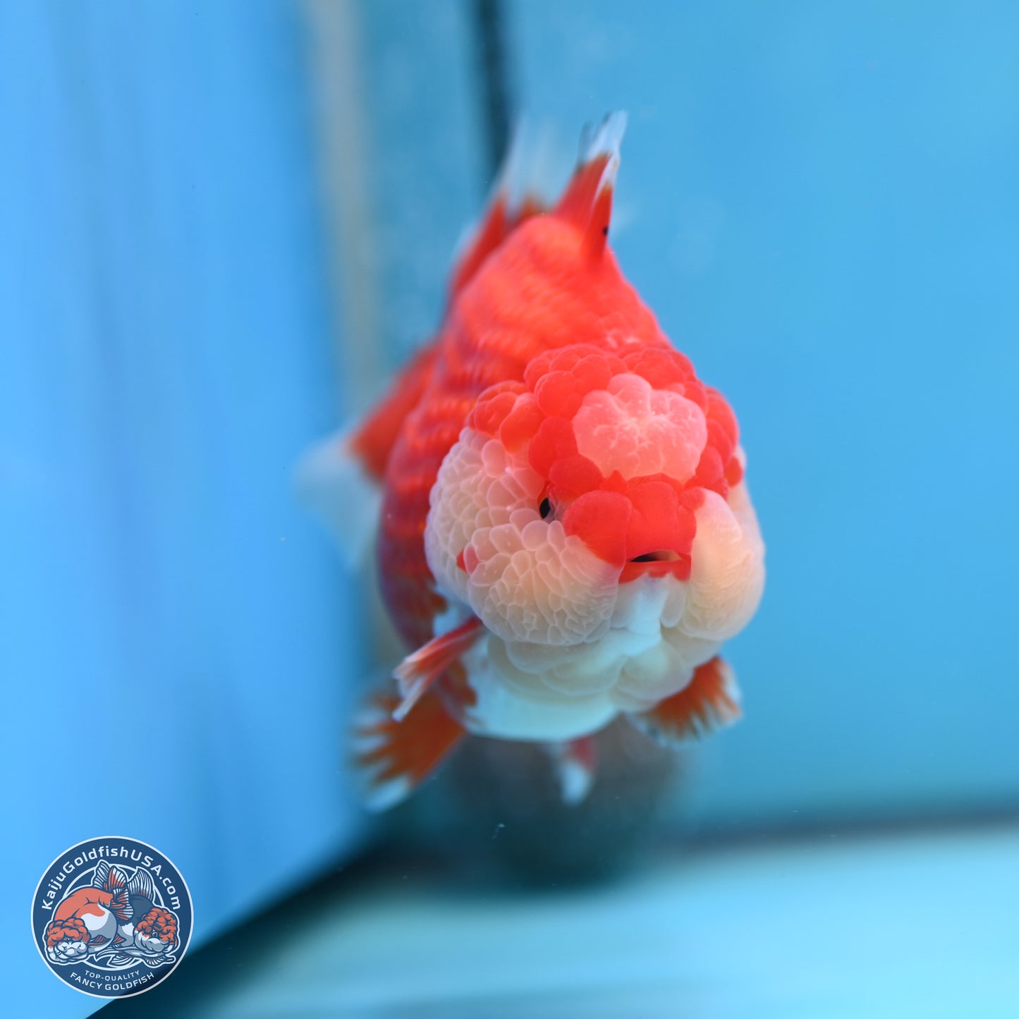 Jade Seal Red White YuanBao Oranda 3.5 inches Body - Male (250214_OR17)