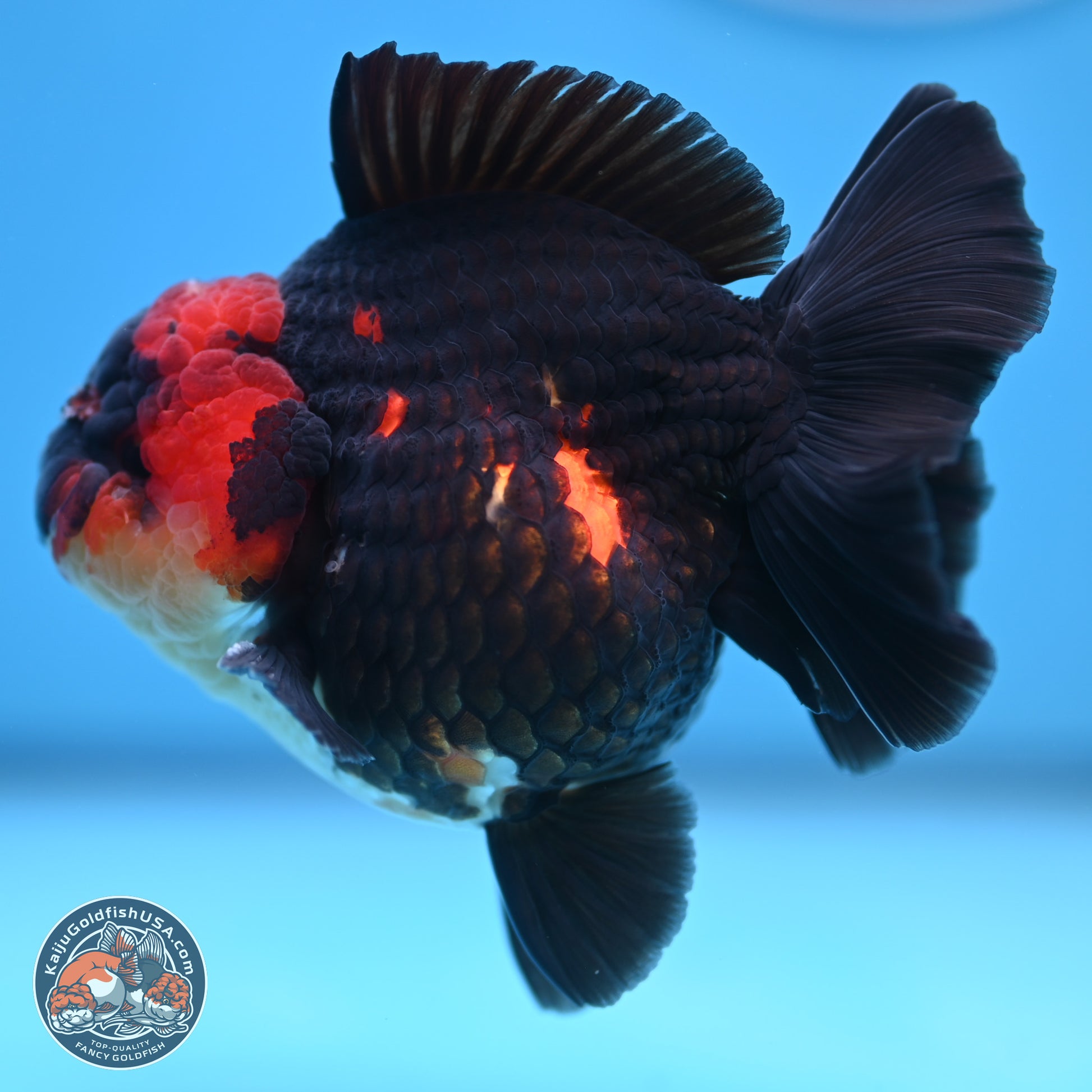 Tricolor YuanBao Oranda 3.5 inches Body - Male (241227_OR17) - Kaiju Goldfish USA