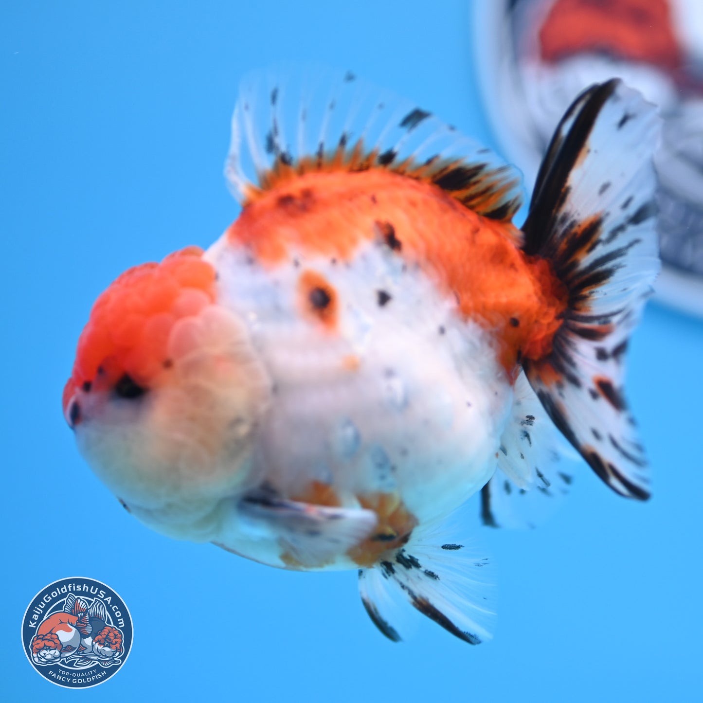 Shogun Calico Oranda 3.75 inches Body - Male (250207_OR17)