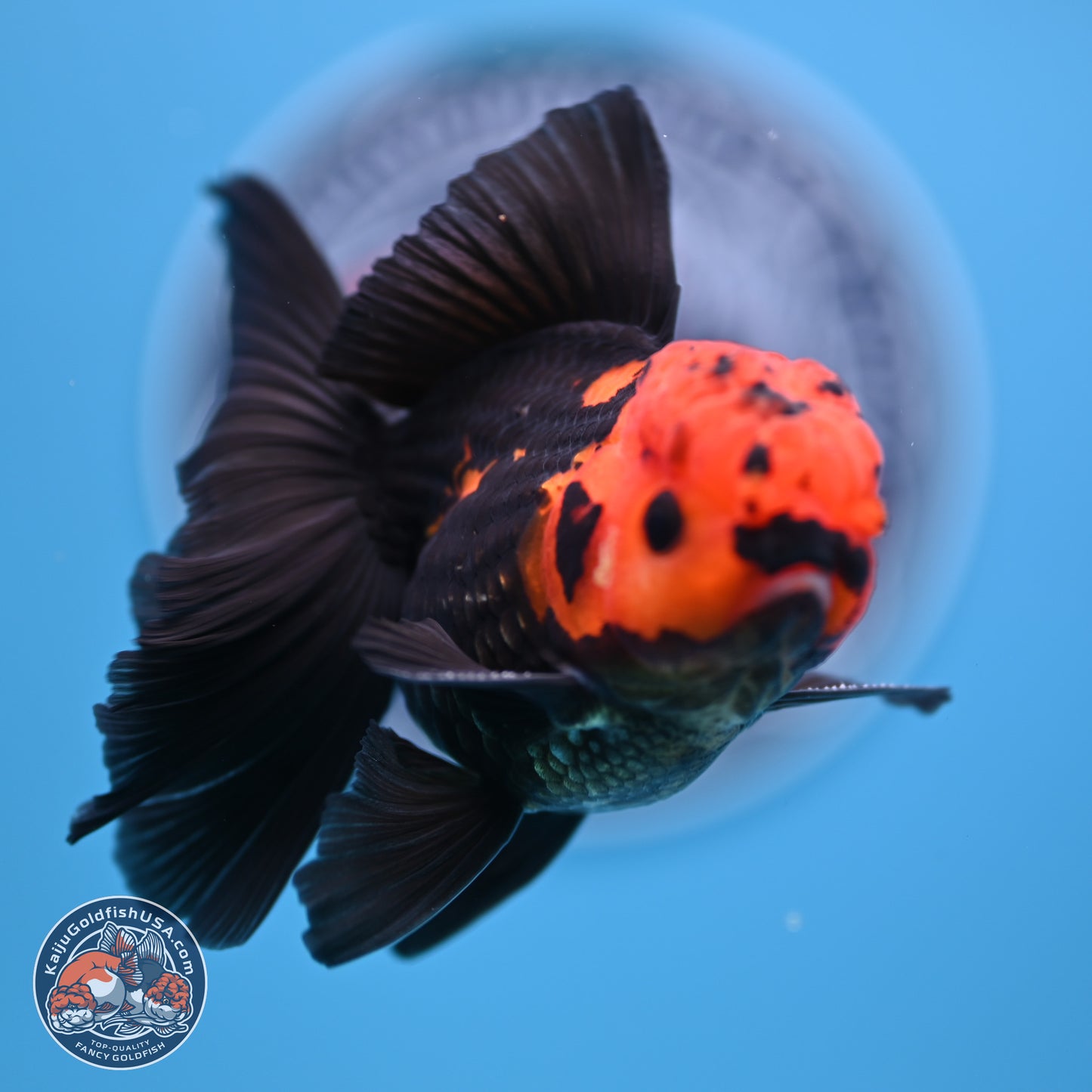 Apache Orchid Tail Oranda 3in Body (240816_OR17) - Kaiju Goldfish USA