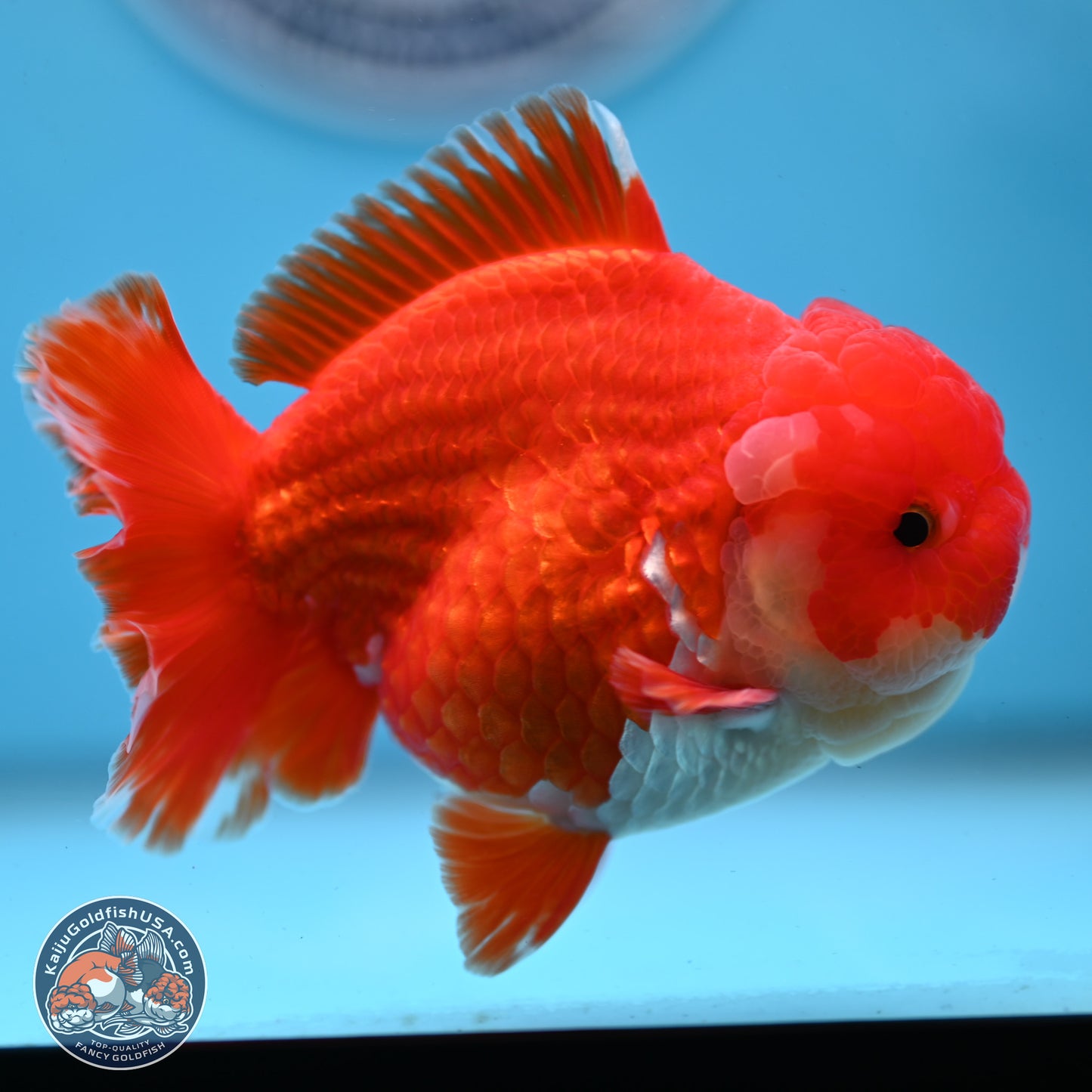 Red White YuanBao Oranda 3.5 inches Body - Male (250307_OR17)