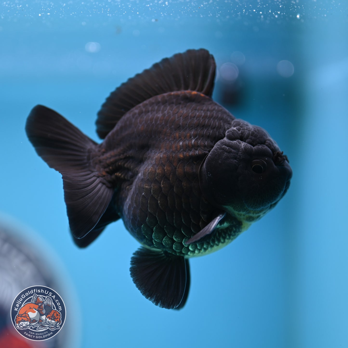 Shogun Jet Black Oranda 3.25 inches Body - Male (250328_OR17)