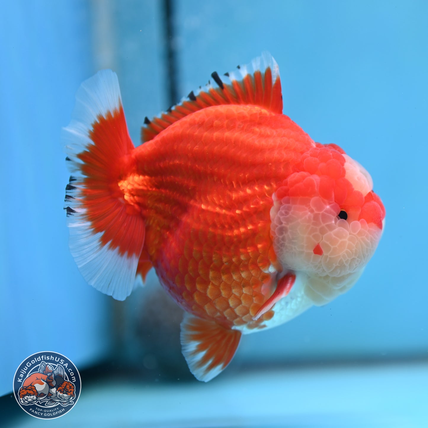 Jade Seal Red White YuanBao Oranda 3.5 inches Body - Male (250214_OR17)