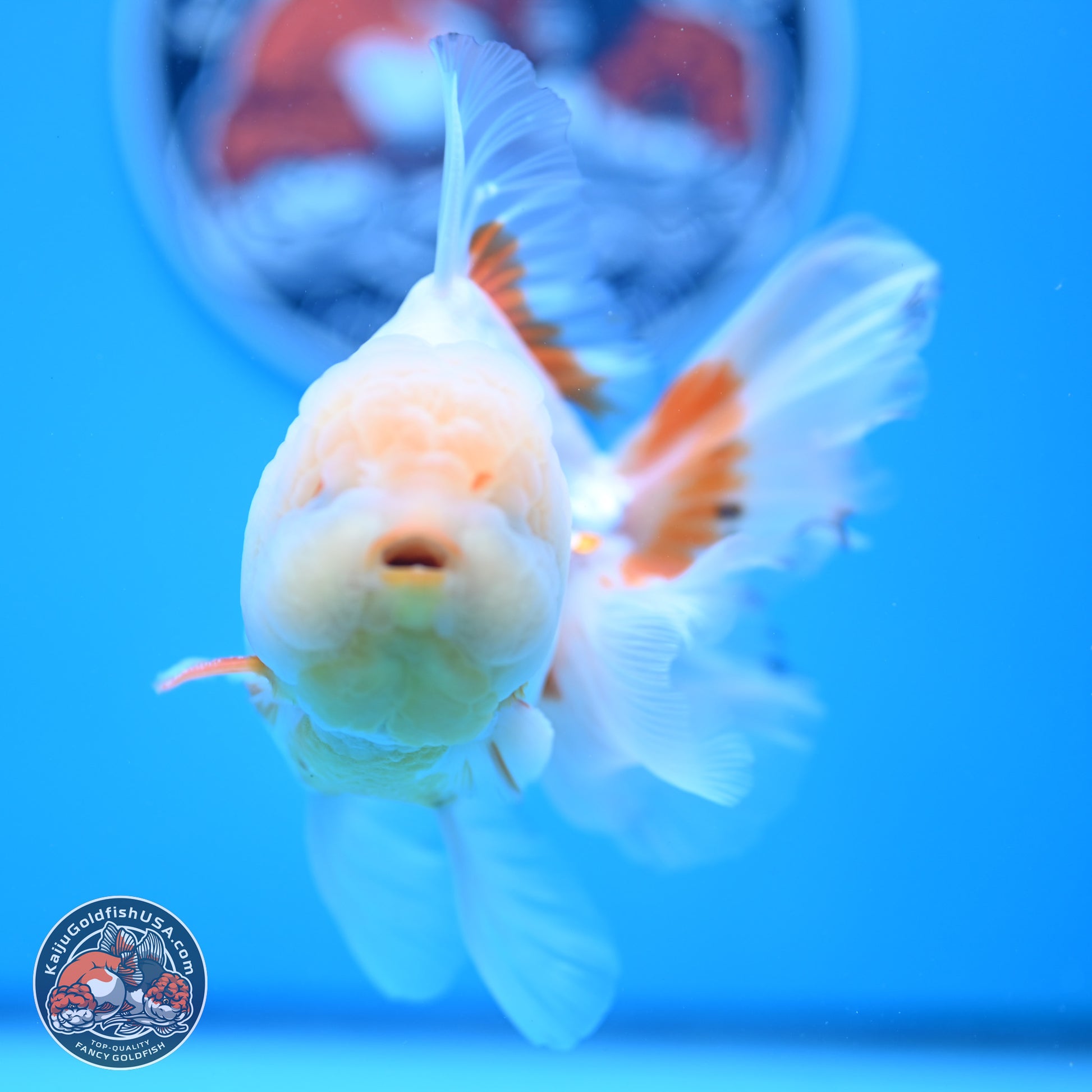 Lemon Head Red White Rose Tail Oranda 4-6 inches (240906_OR17) - Kaiju Goldfish USA