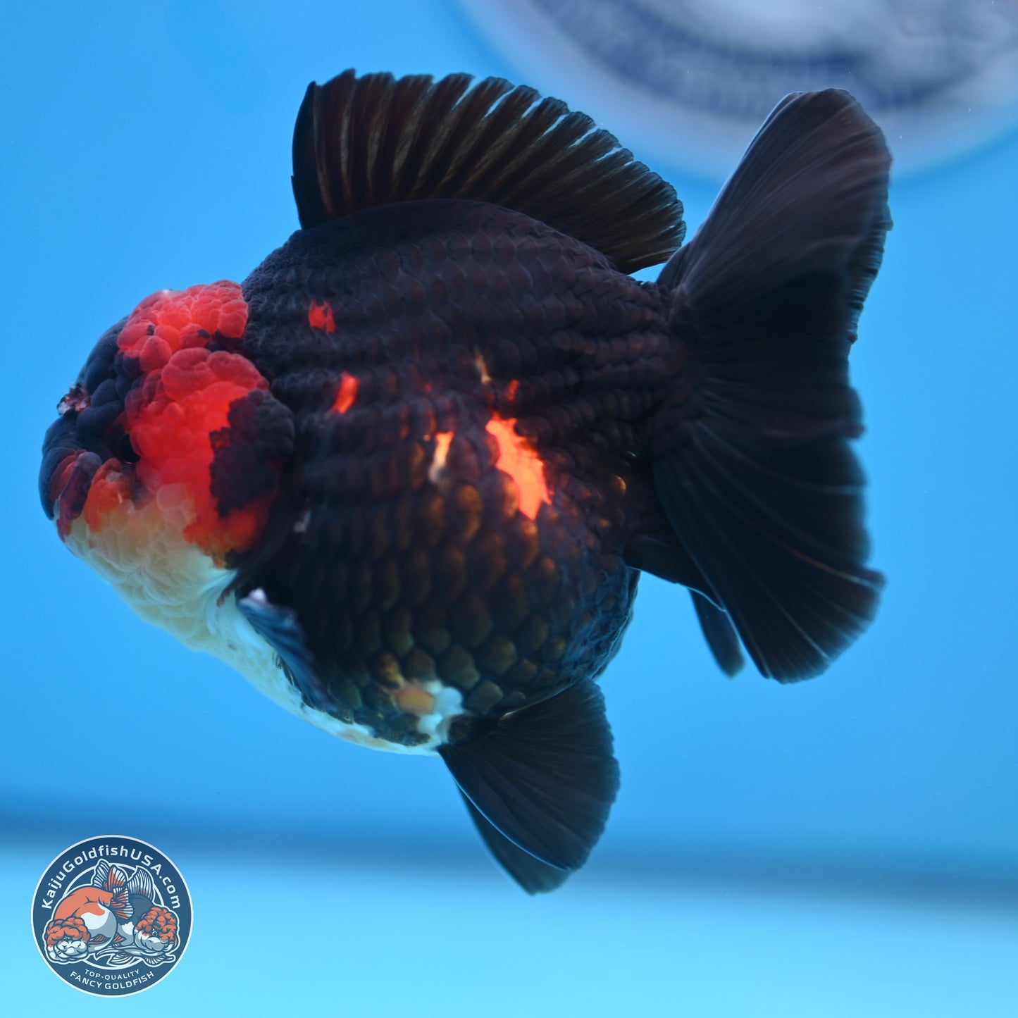 Tricolor YuanBao Oranda 3.5 inches Body - Male (241227_OR17) - Kaiju Goldfish USA