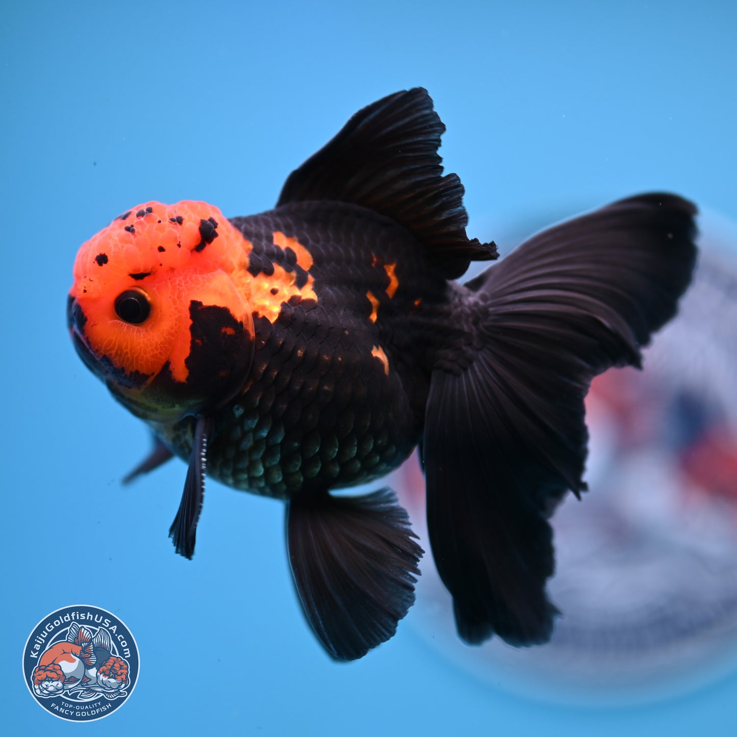 Apache Orchid Tail Oranda 3in Body (240816_OR17) - Kaiju Goldfish USA