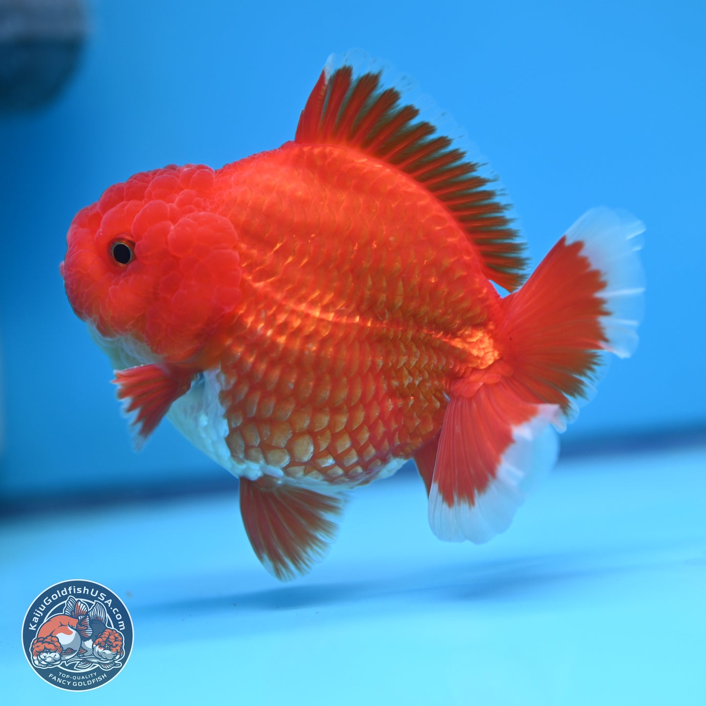 Red White YuanBao Oranda 4.5 inches (241018_OR17)