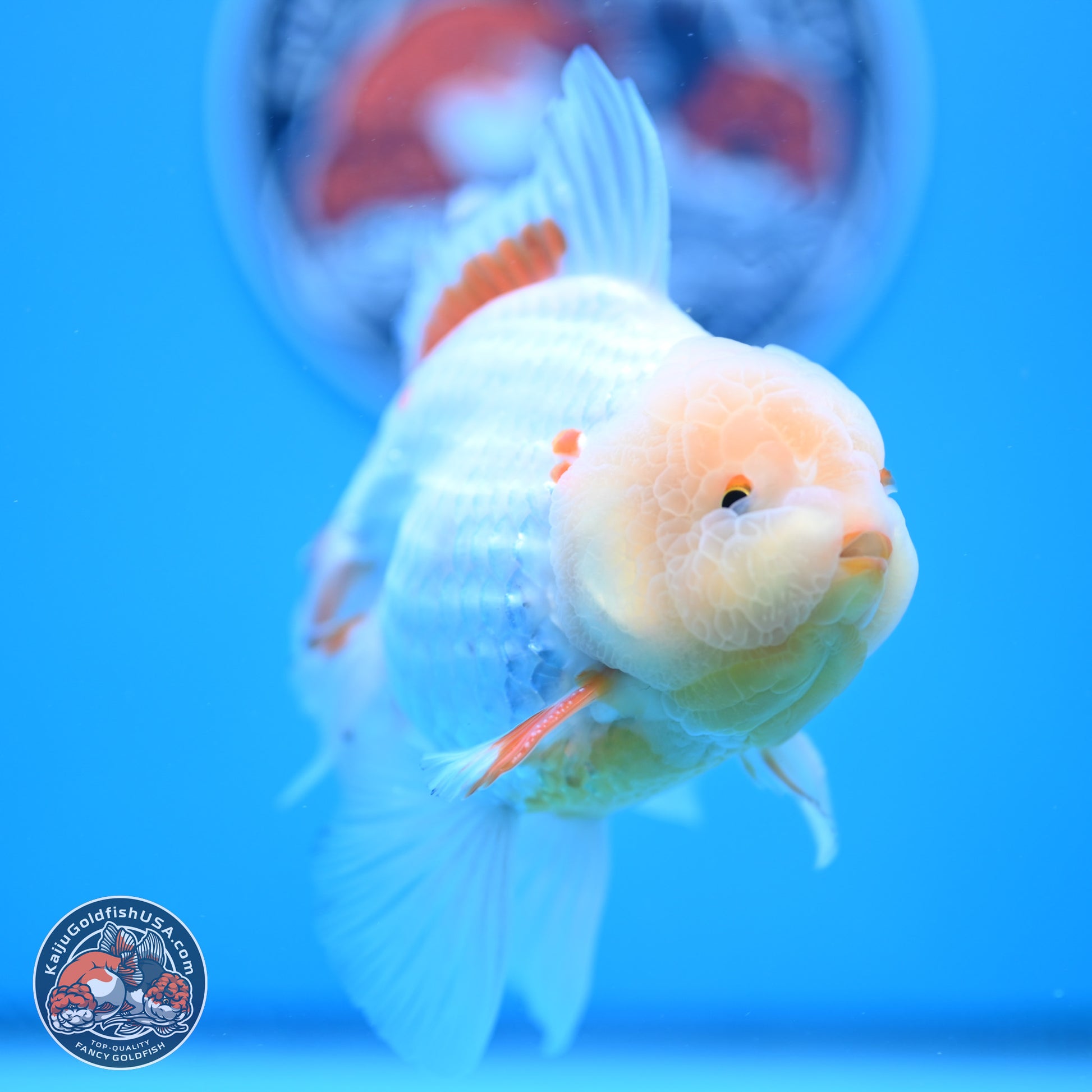 Lemon Head Red White Rose Tail Oranda 4-6 inches (240906_OR17) - Kaiju Goldfish USA