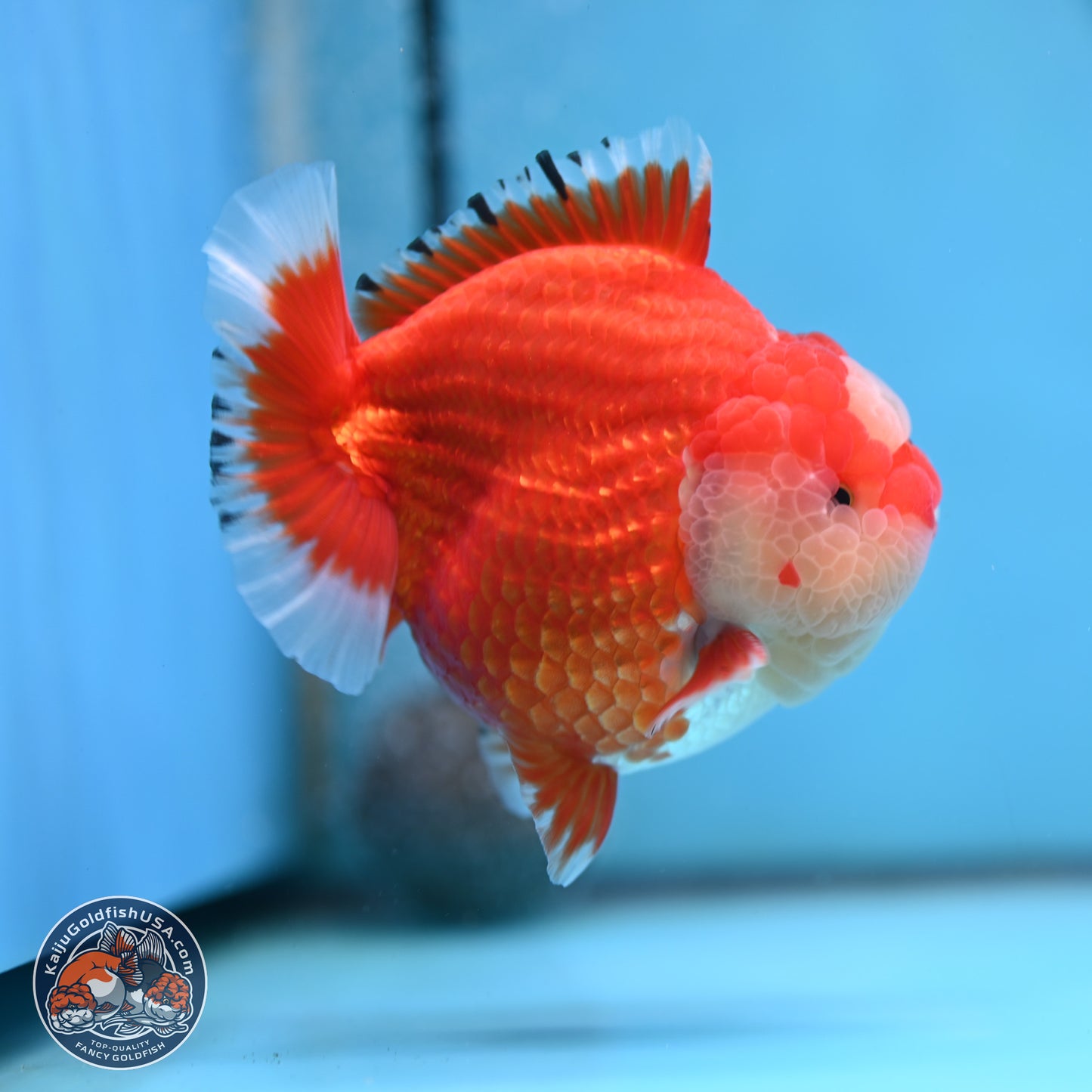 Jade Seal Red White YuanBao Oranda 3.5 inches Body - Male (250214_OR17)