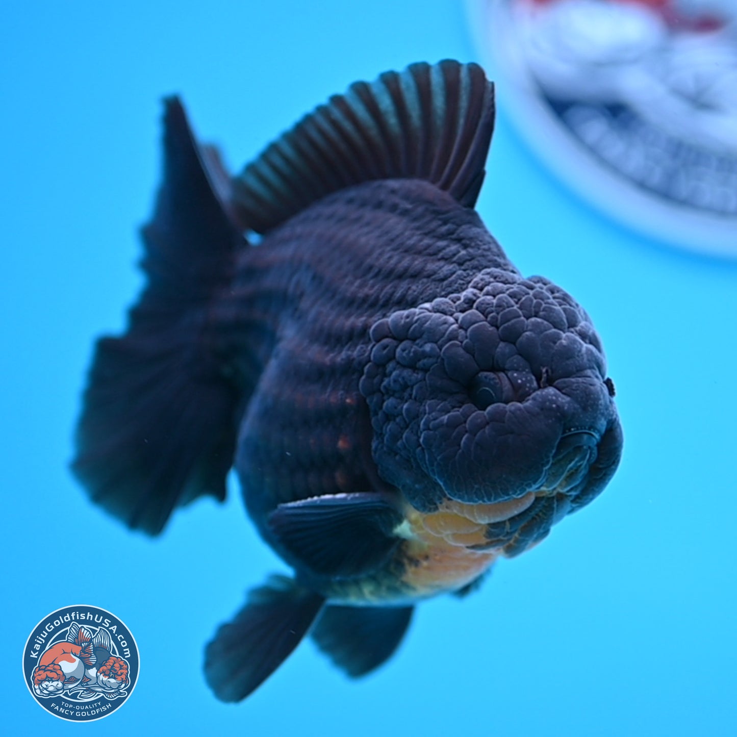 Black YuanBao Oranda 4 inches Body - Male (250314_OR17)