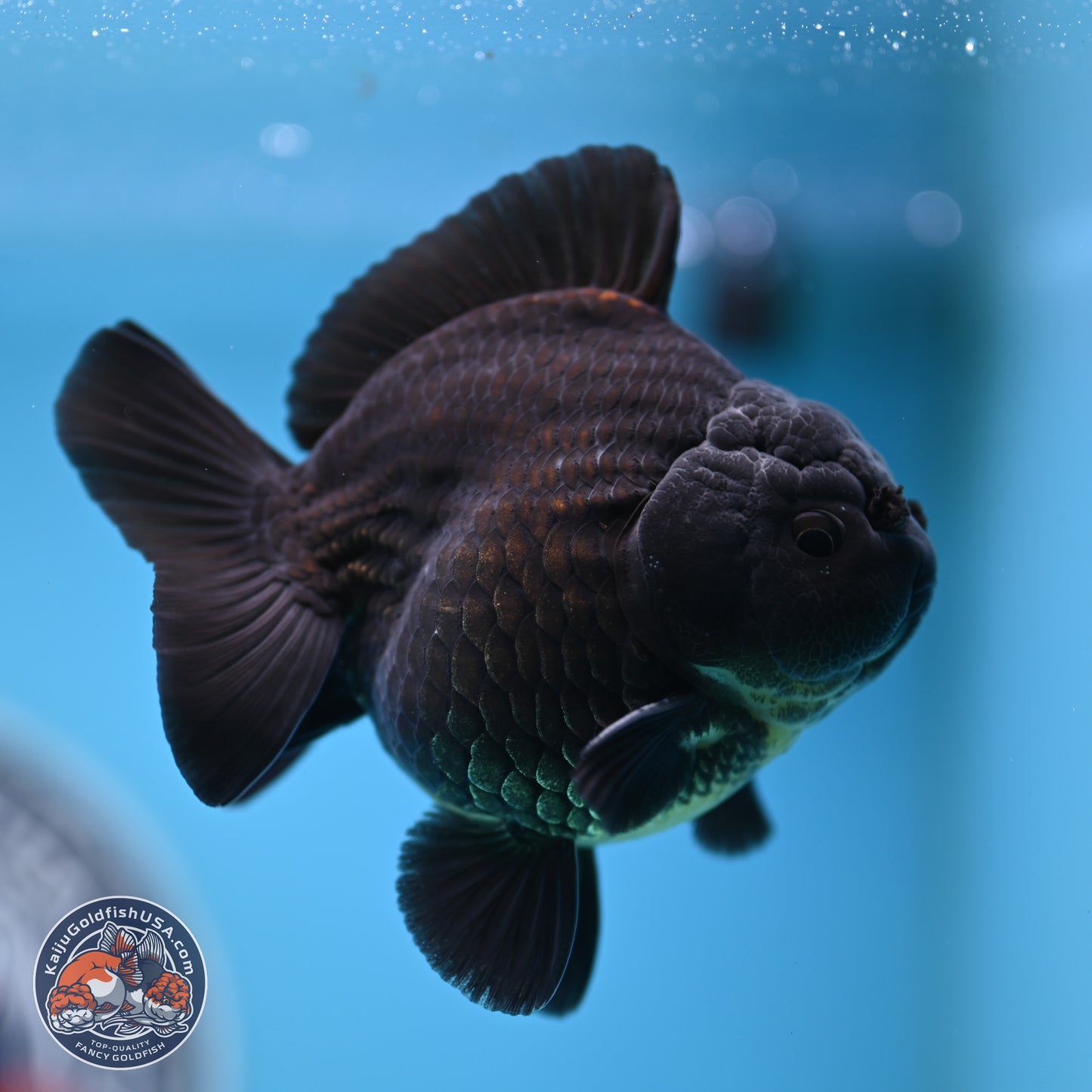 Shogun Jet Black Oranda 3.25 inches Body - Male (250328_OR17)