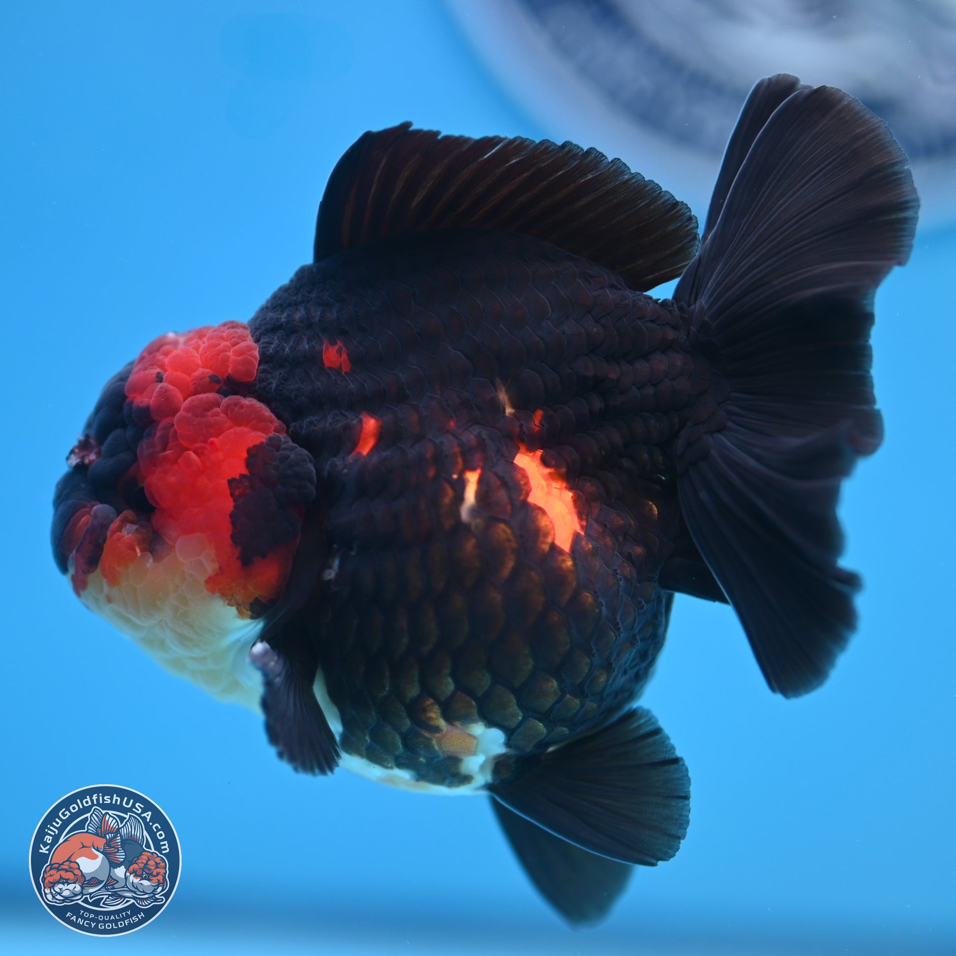 Tricolor YuanBao Oranda 3.5 inches Body - Male (241227_OR17) - Kaiju Goldfish USA