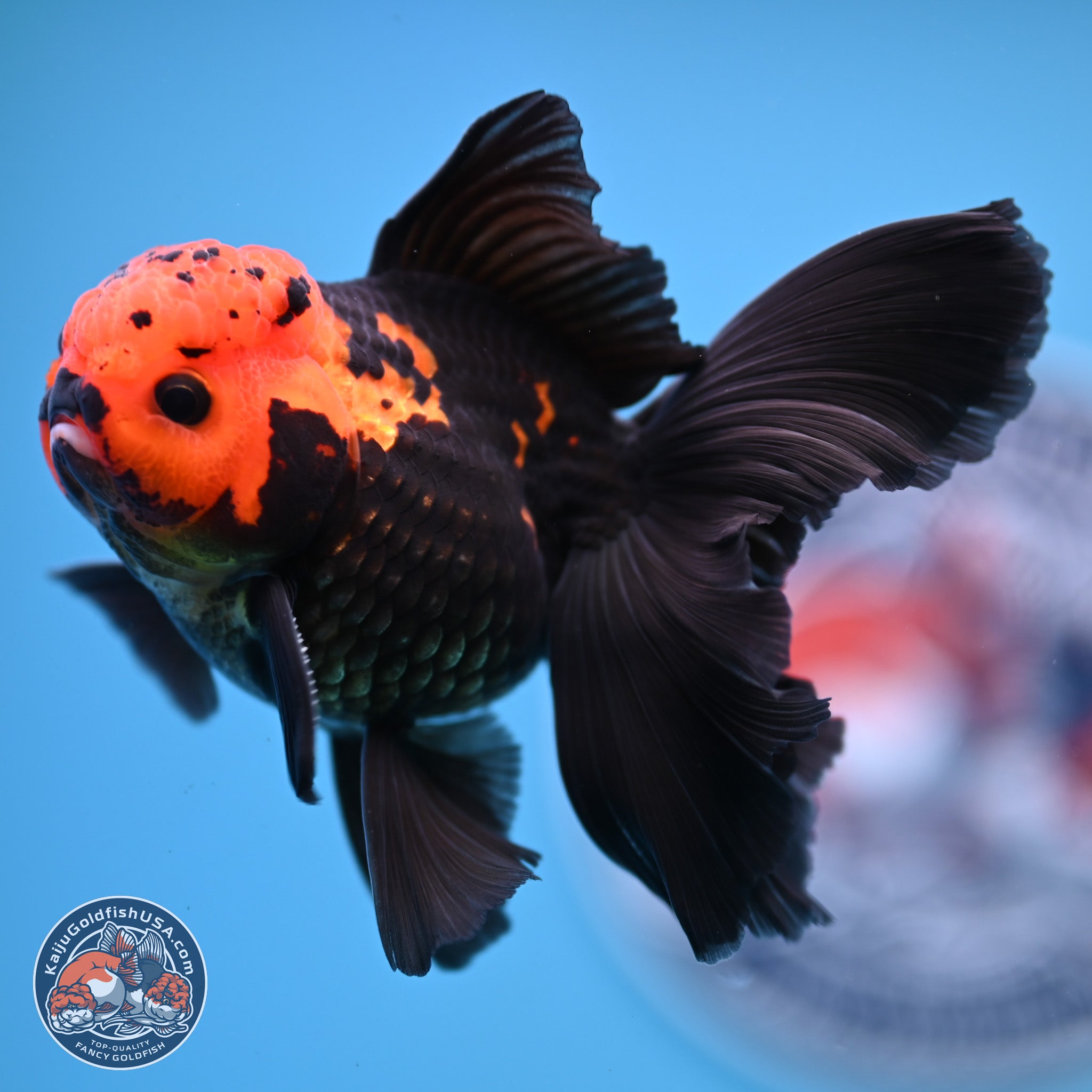 Apache Orchid Tail Oranda Goldfish for Sale | Kaiju Goldfish USA