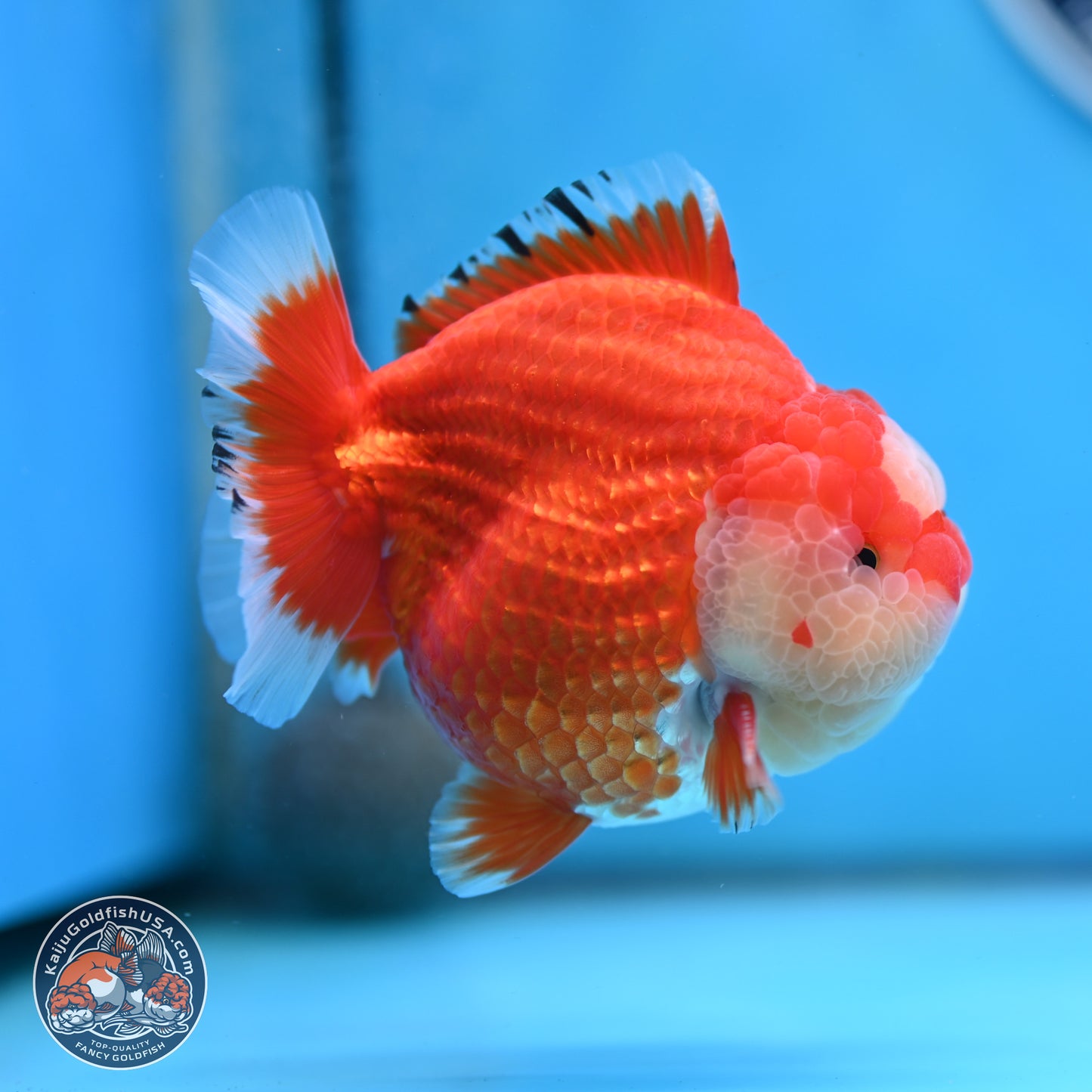 Jade Seal Red White YuanBao Oranda 3.5 inches Body - Male (250214_OR17)