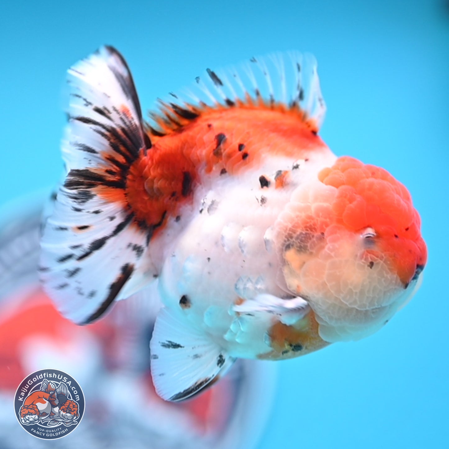 Shogun Calico Oranda 3.75 inches Body - Male (250207_OR17)