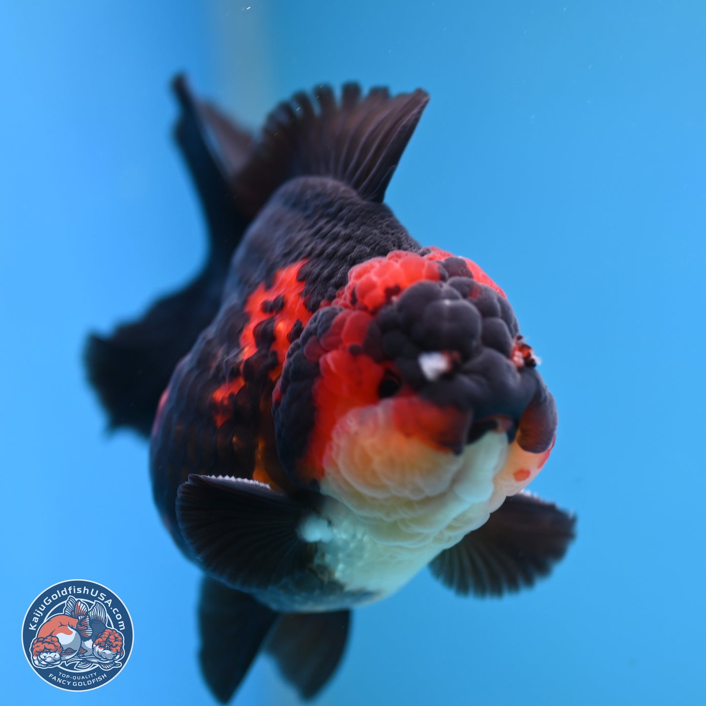 Tricolor YuanBao Oranda 3.5 inches Body - Male (241227_OR17) - Kaiju Goldfish USA