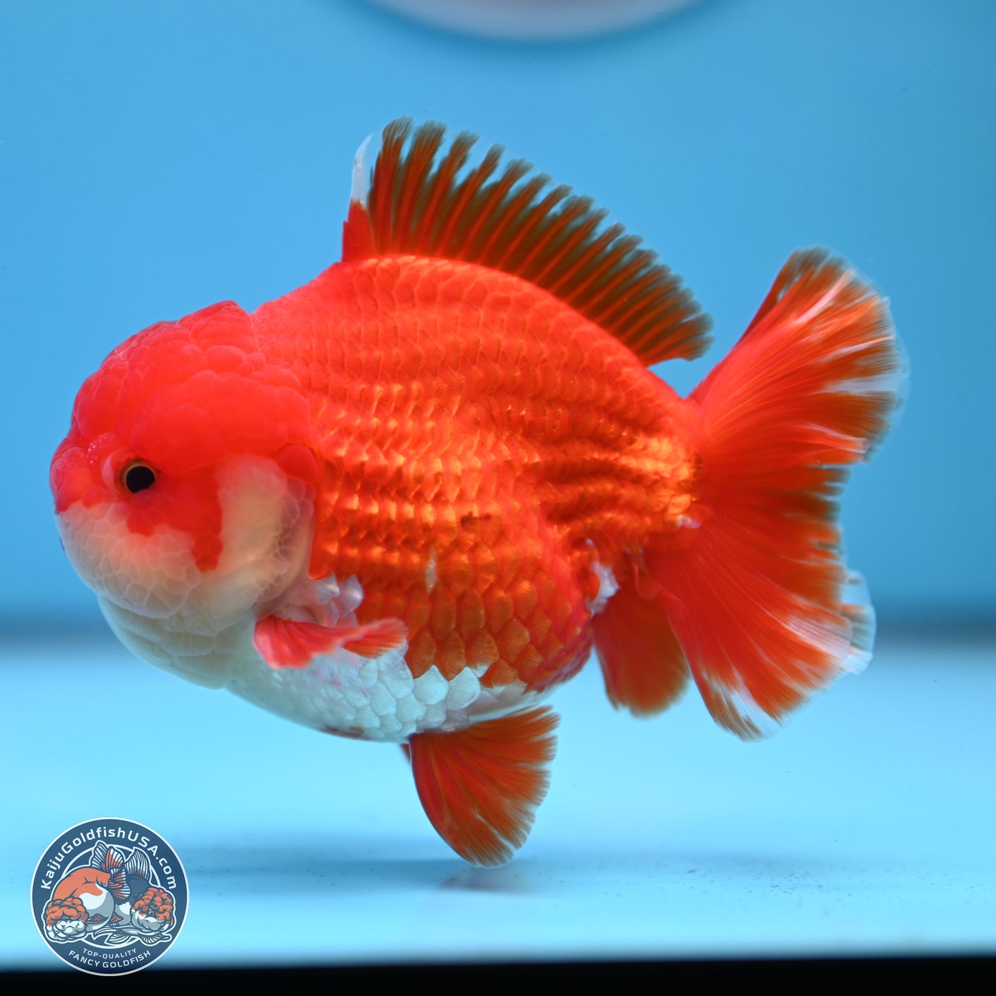 Red White YuanBao Oranda 3.5 inches Body - Male (250307_OR17)