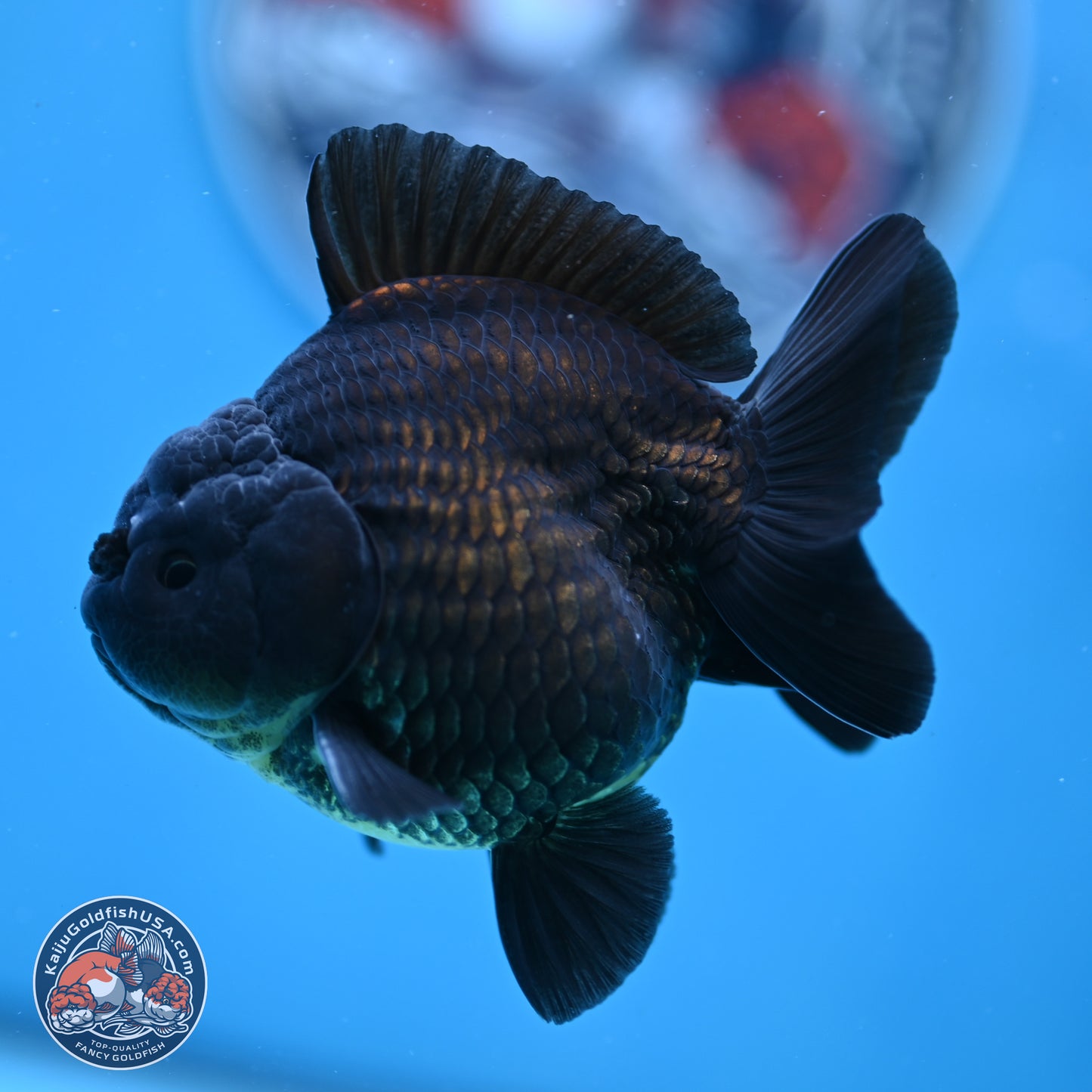 Shogun Jet Black Oranda 3.25 inches Body - Male (250328_OR17)
