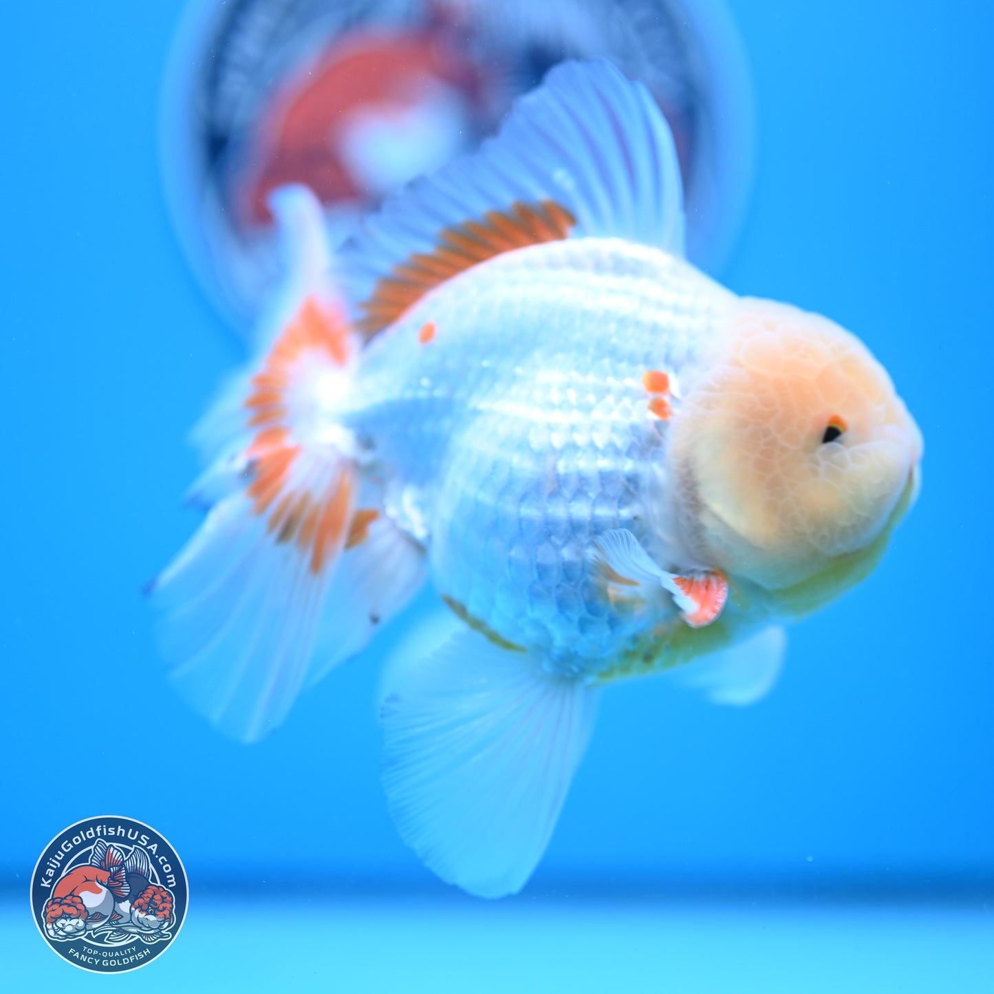 Lemon Head Red White Rose Tail Oranda 4-6 inches (240906_OR17) - Kaiju Goldfish USA