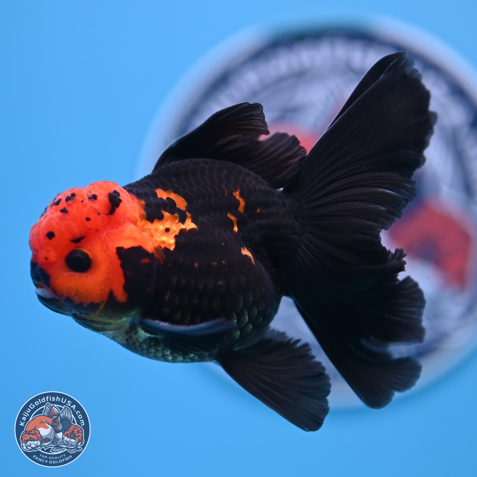 Apache Orchid Tail Oranda 3in Body (240816_OR17) - Kaiju Goldfish USA