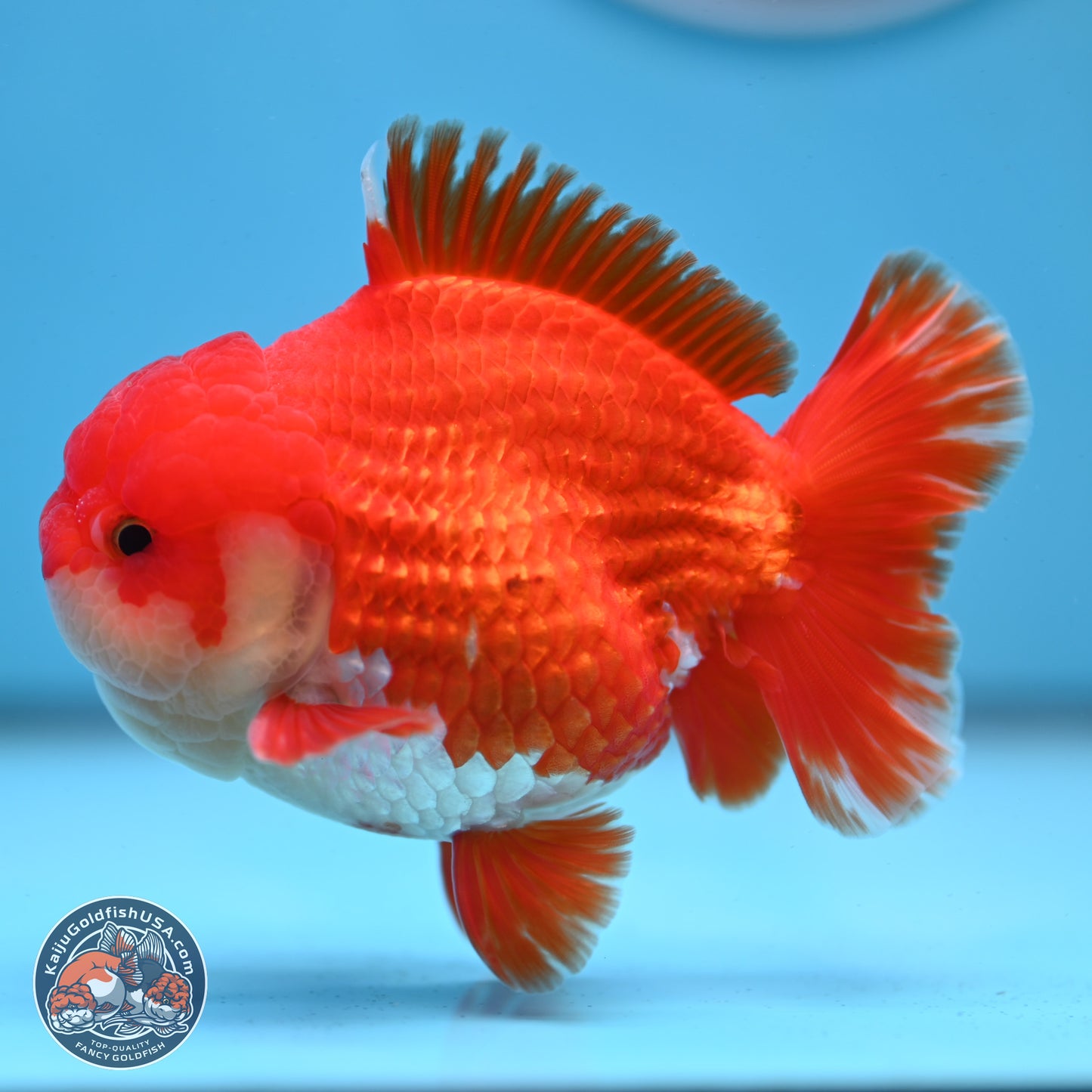Red White YuanBao Oranda 3.5 inches Body - Male (250307_OR17)