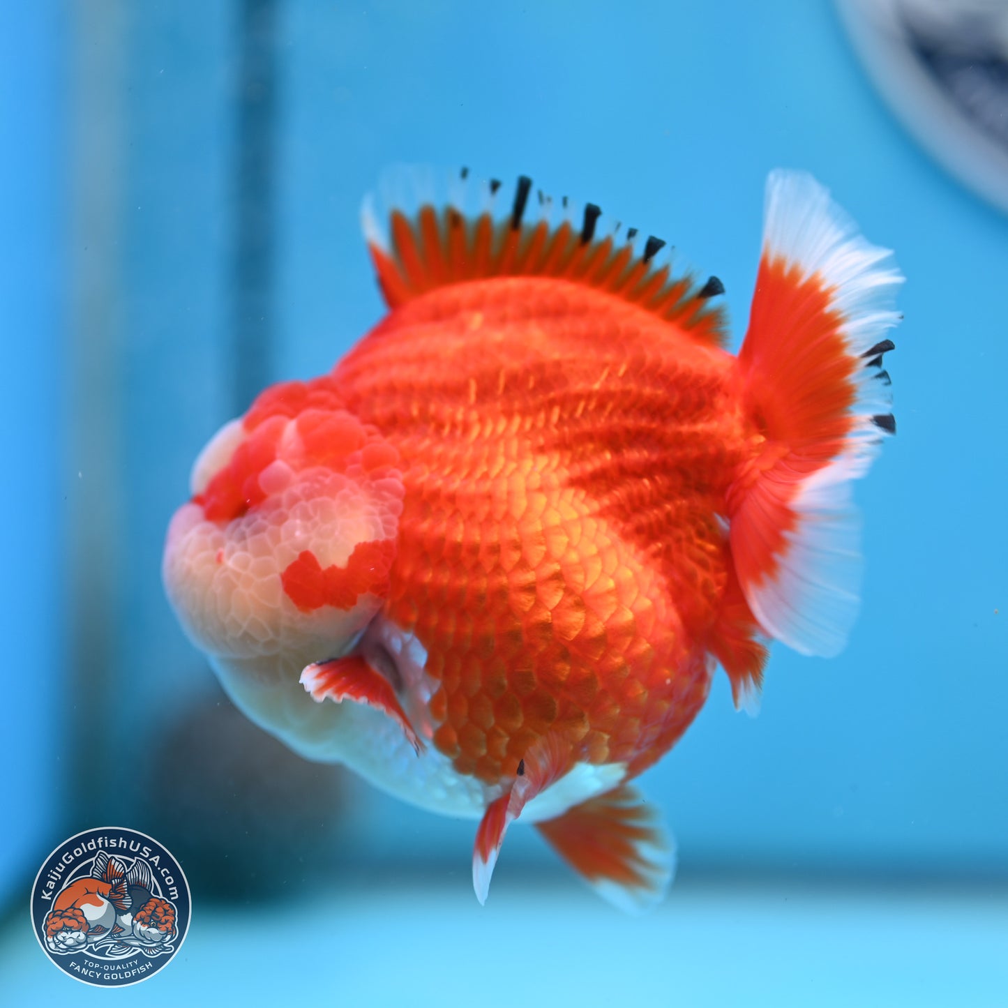 Jade Seal Red White YuanBao Oranda 3.5 inches Body - Male (250214_OR17)