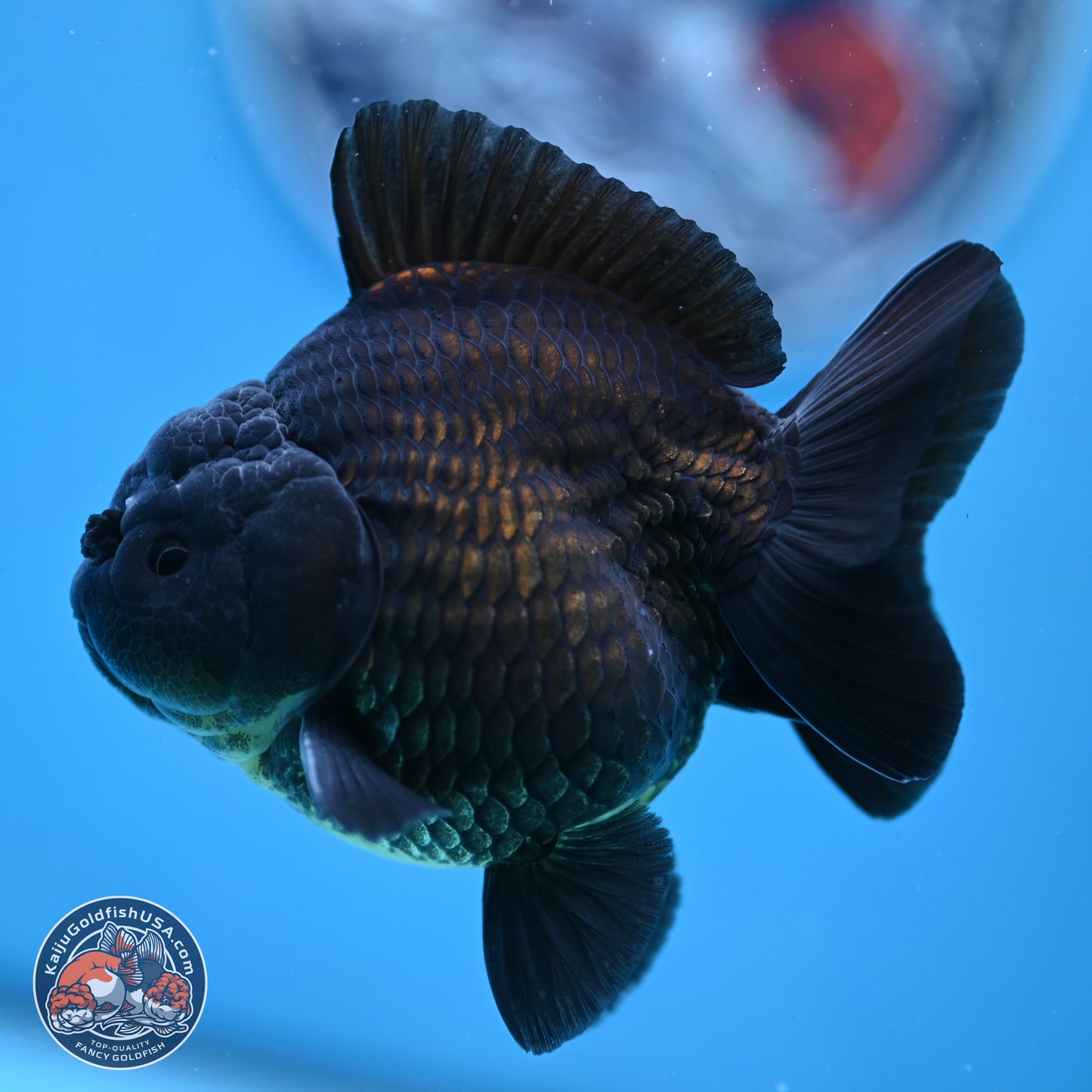Shogun Jet Black Oranda 3.25 inches Body - Male (250328_OR17)