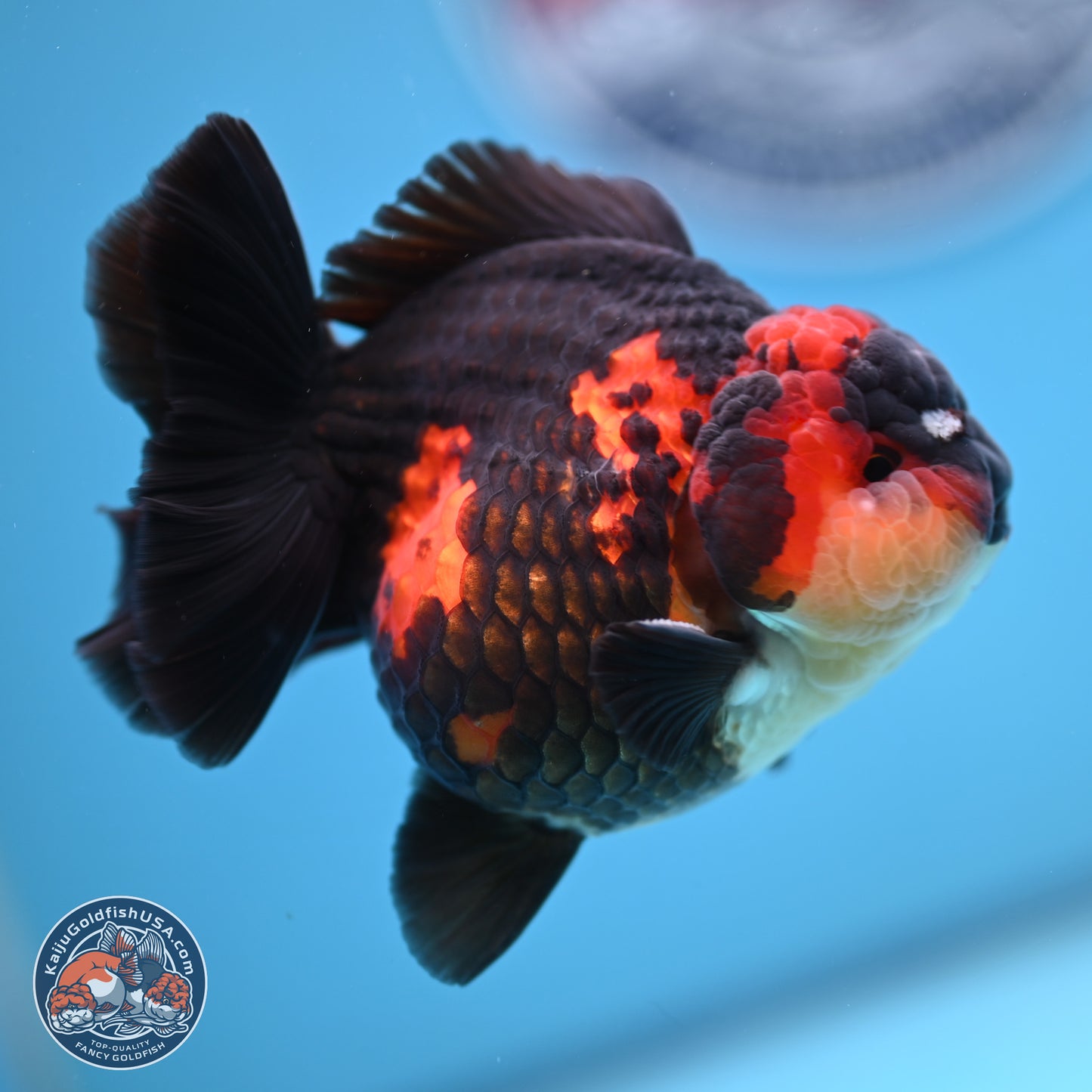 Tricolor YuanBao Oranda 3.5 inches Body - Male (241227_OR17) - Kaiju Goldfish USA