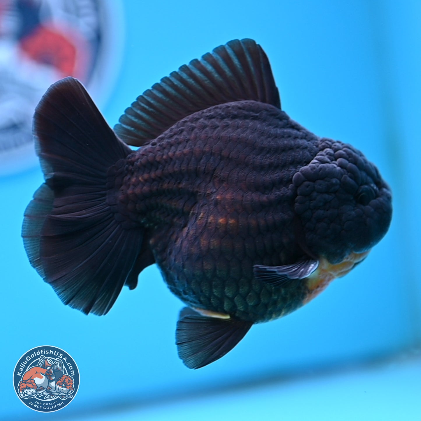 Black YuanBao Oranda 4 inches Body - Male (250314_OR17)
