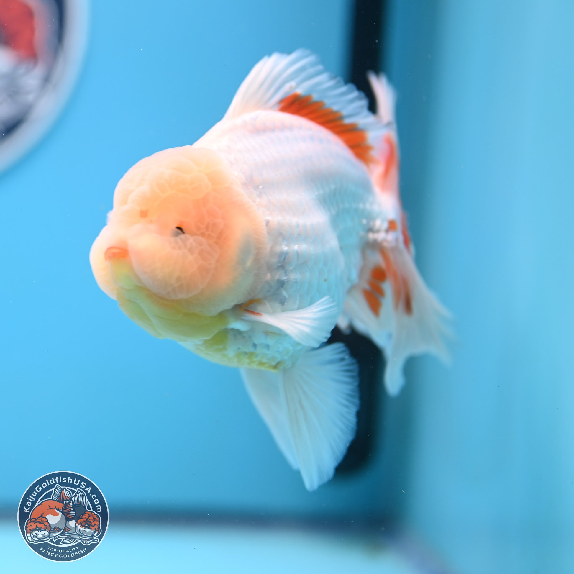 Lemon Head Red White Rose Tail Oranda 4-6 inches (240906_OR17) - Kaiju Goldfish USA