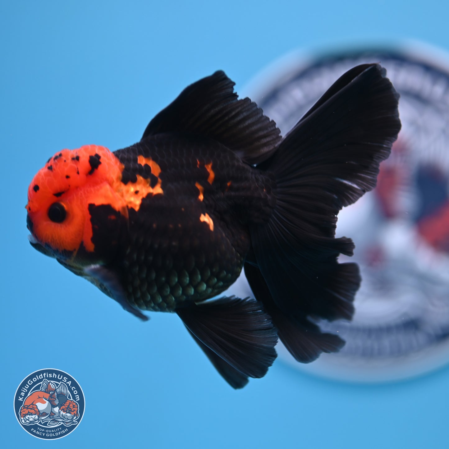 Apache Orchid Tail Oranda 3in Body (240816_OR17) - Kaiju Goldfish USA