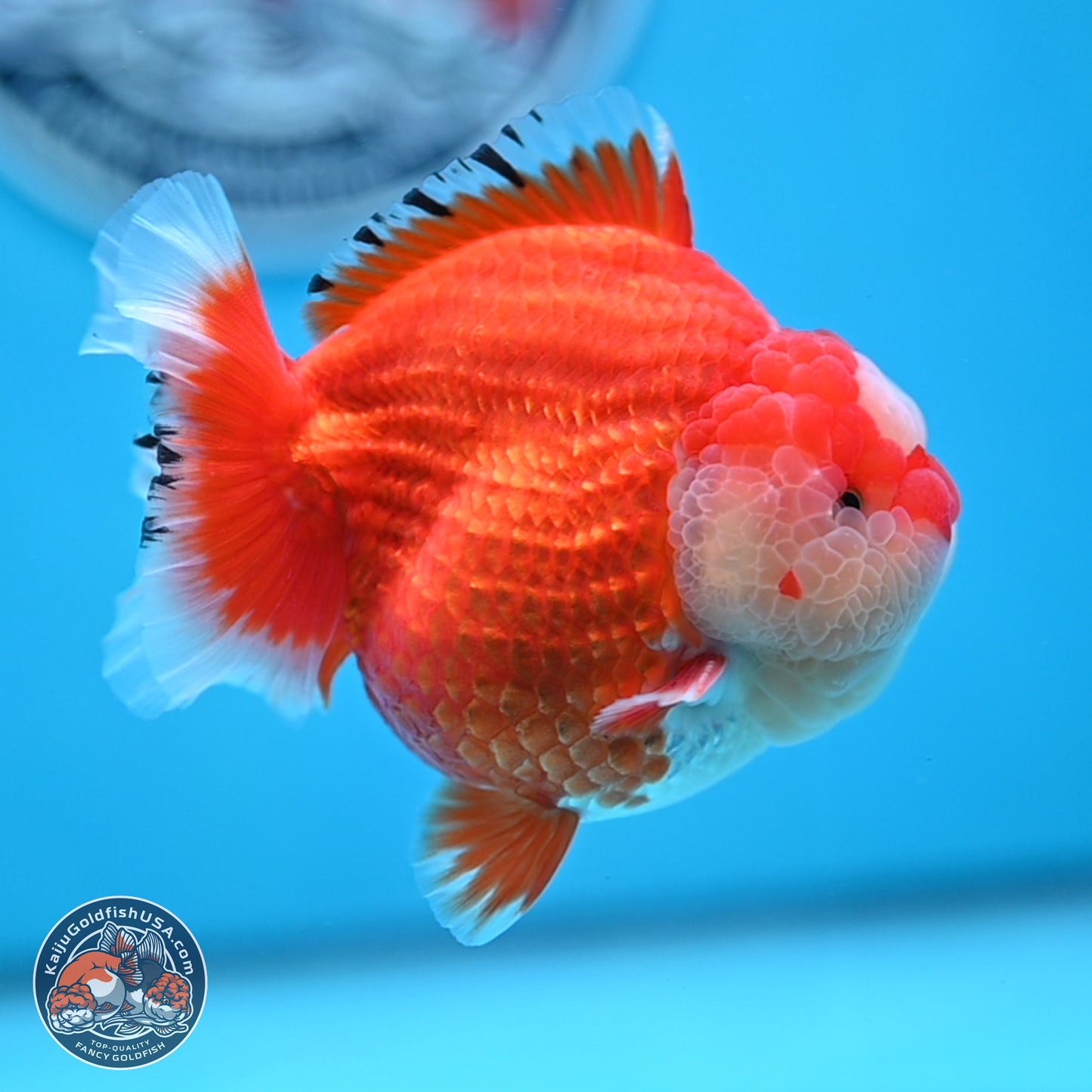 Jade Seal Red White YuanBao Oranda 3.5 inches Body - Male (250214_OR17)