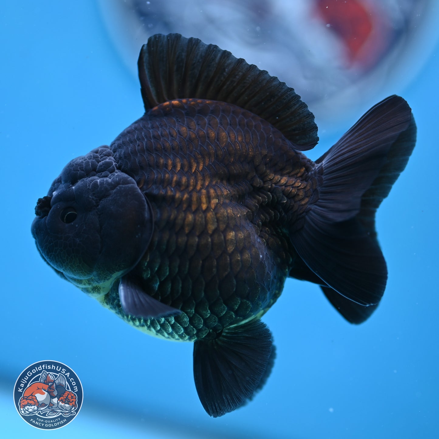 Shogun Jet Black Oranda 3.25 inches Body - Male (250328_OR17)