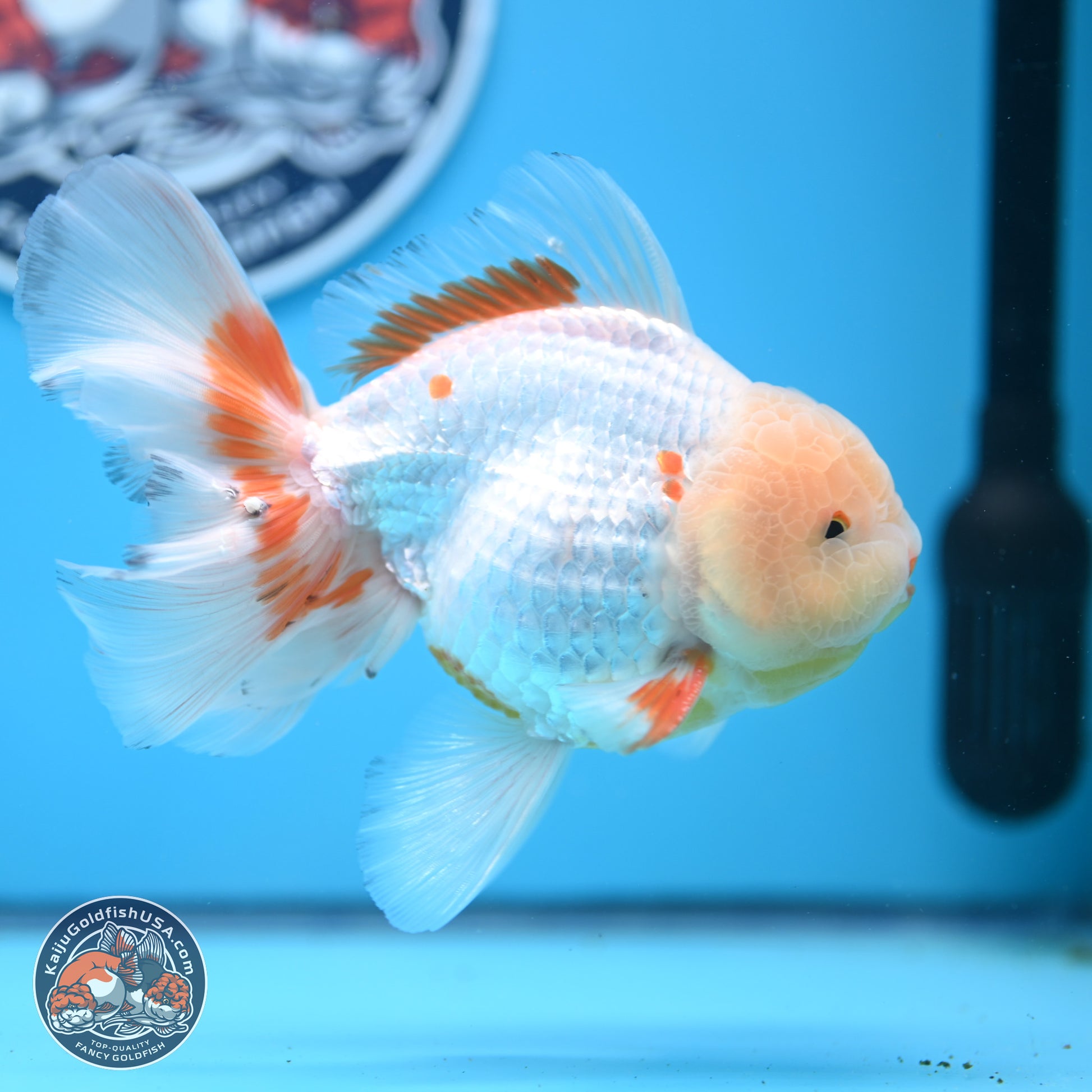 Lemon Head Red White Rose Tail Oranda 4-6 inches (240906_OR17) - Kaiju Goldfish USA