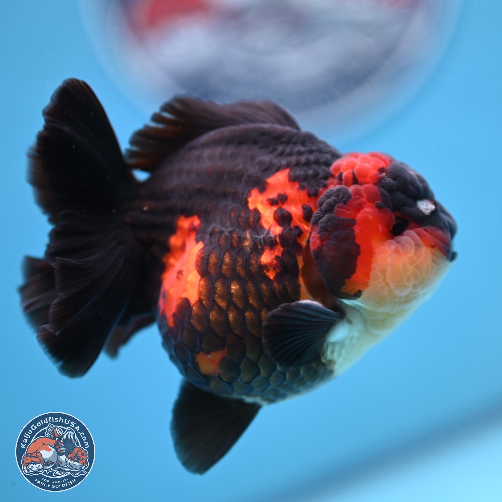 Tricolor YuanBao Oranda 3.5 inches Body - Male (241227_OR17) - Kaiju Goldfish USA