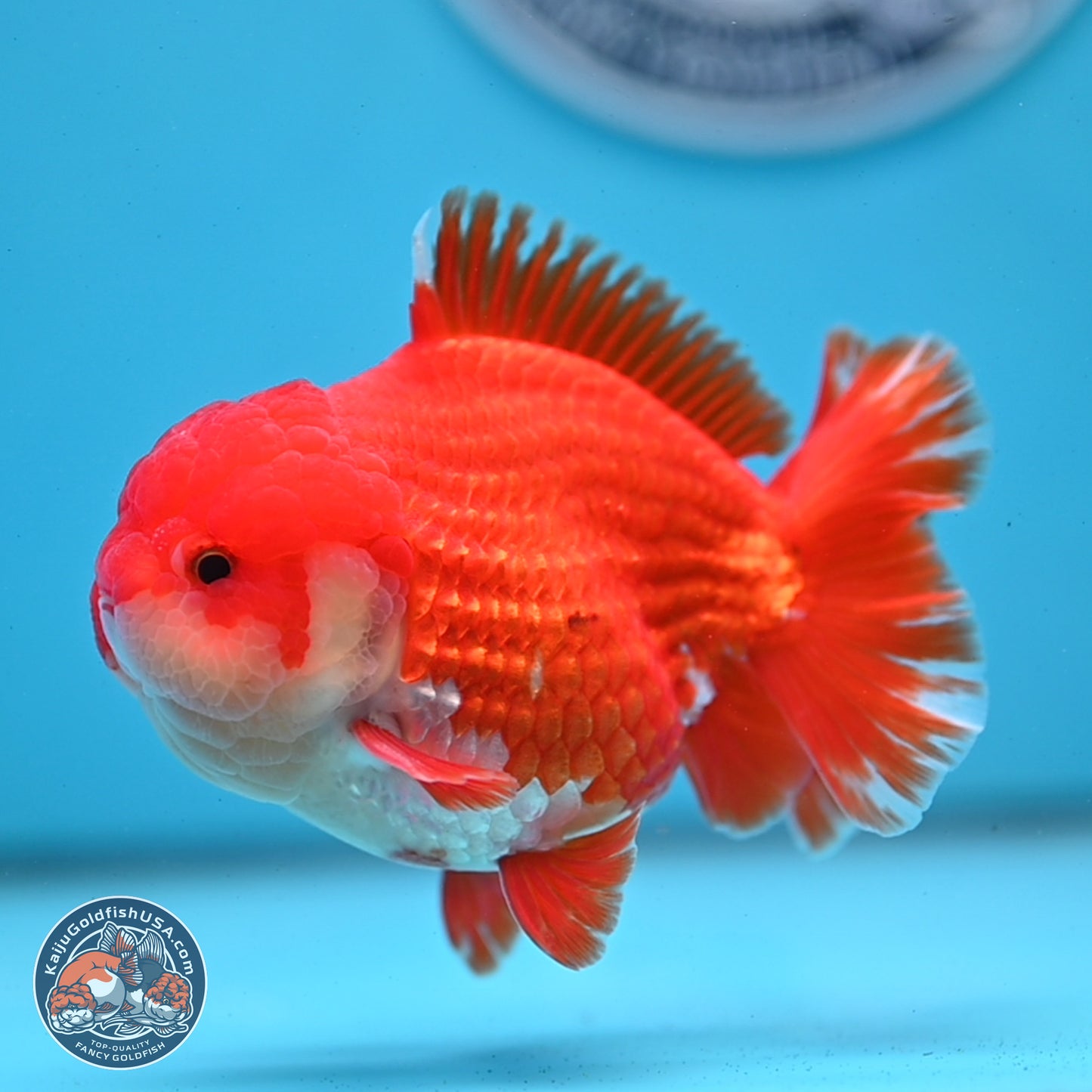 Red White YuanBao Oranda 3.5 inches Body - Male (250307_OR17)