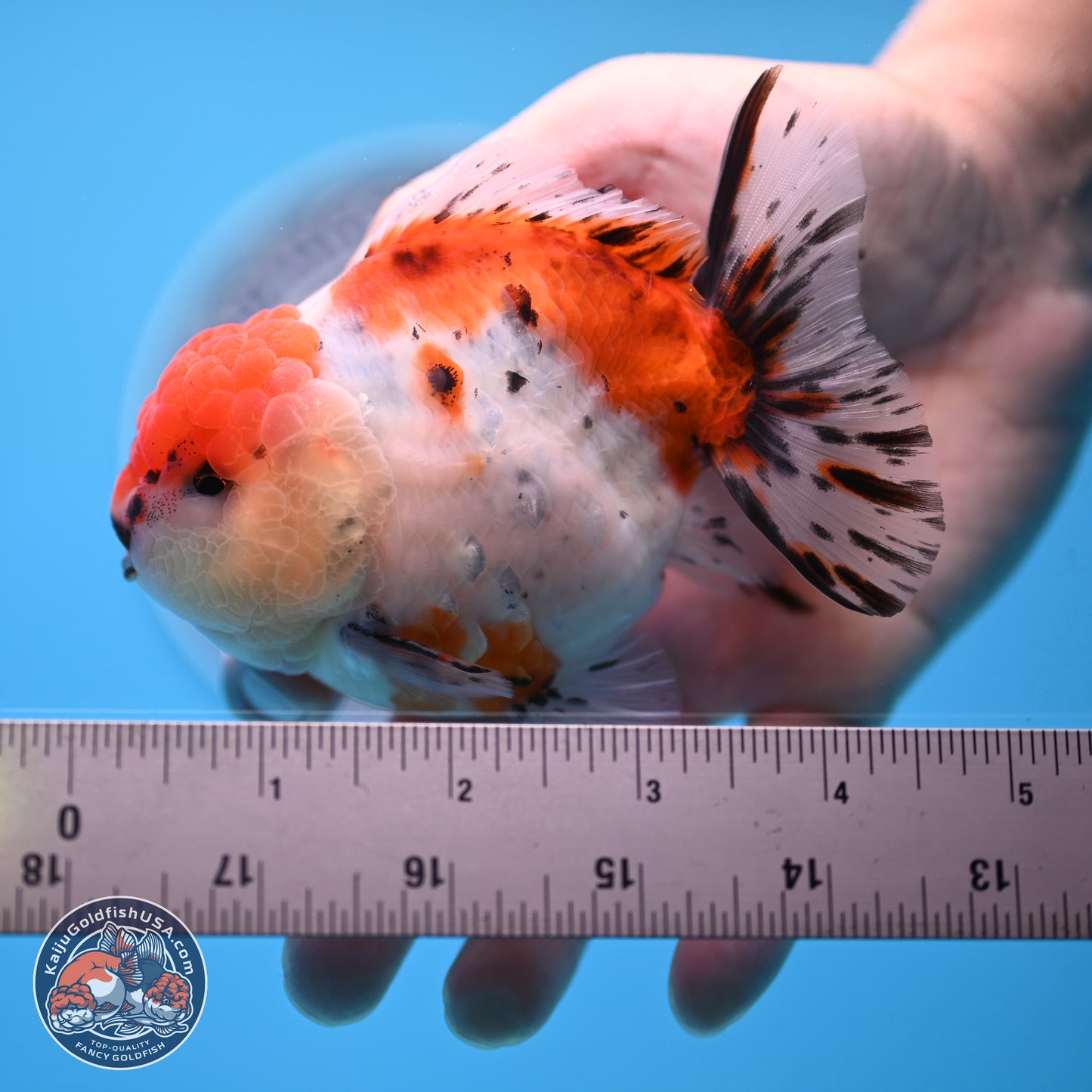 Shogun Calico Oranda 3.75 inches Body - Male (250207_OR17)