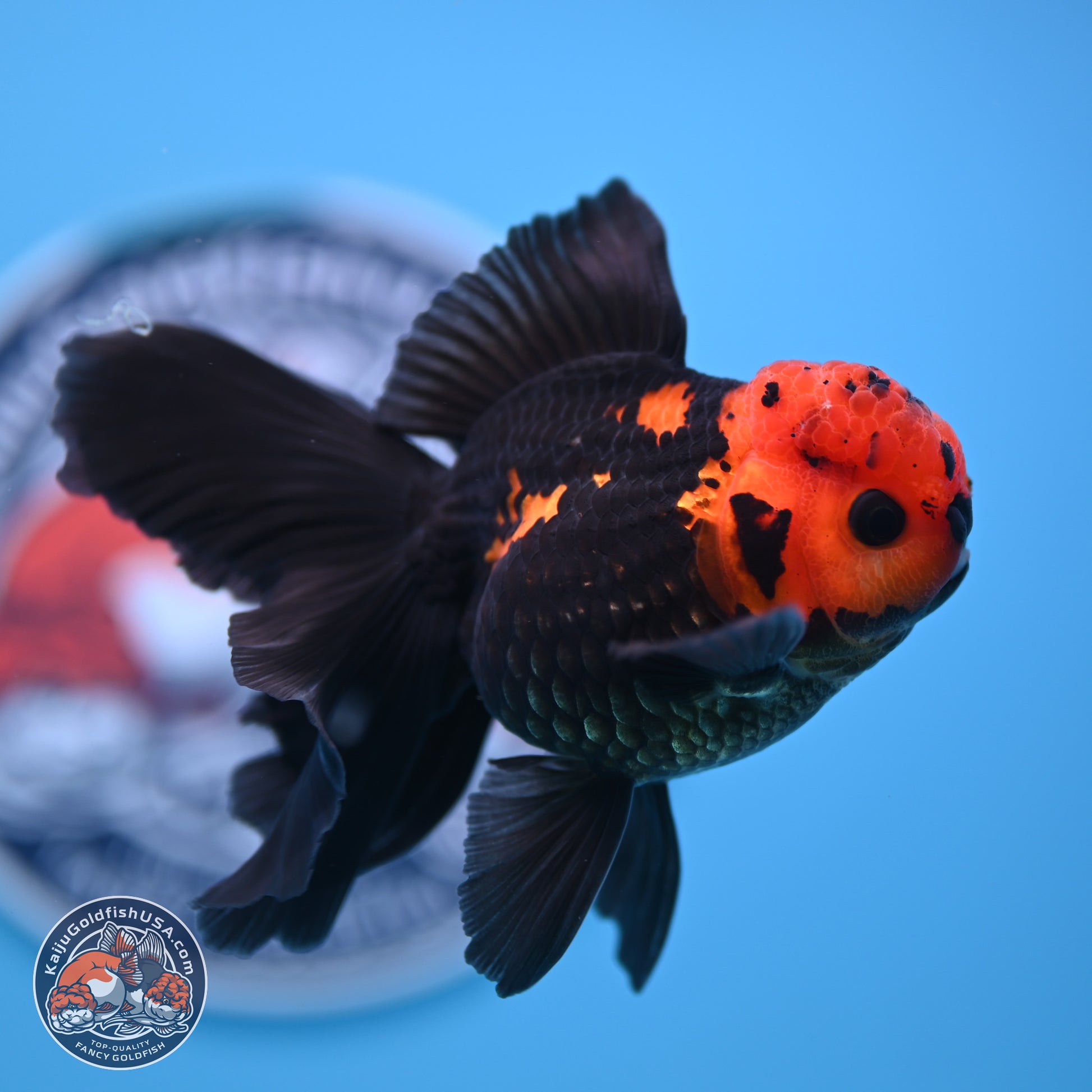 Apache Orchid Tail Oranda 3in Body (240816_OR17) - Kaiju Goldfish USA