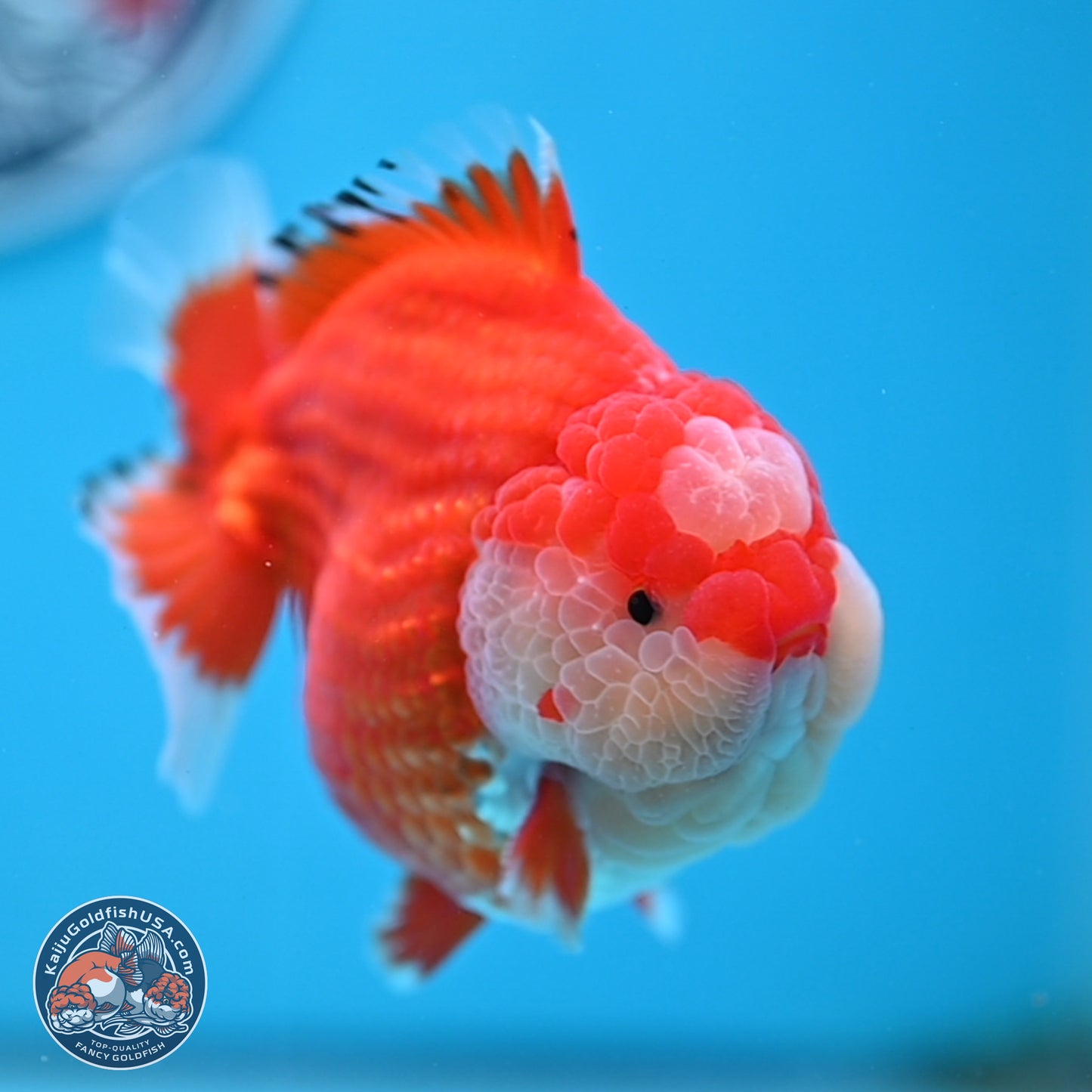 Jade Seal Red White YuanBao Oranda 3.5 inches Body - Male (250214_OR17)