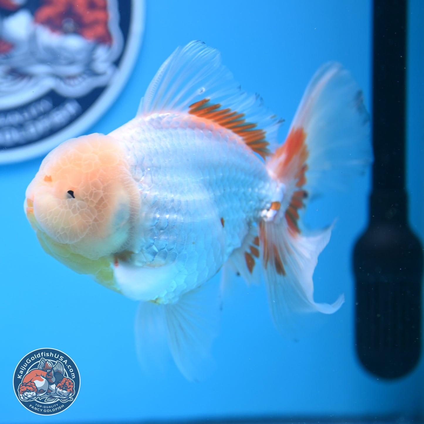 Lemon Head Red White Rose Tail Oranda 4-6 inches (240906_OR17) - Kaiju Goldfish USA